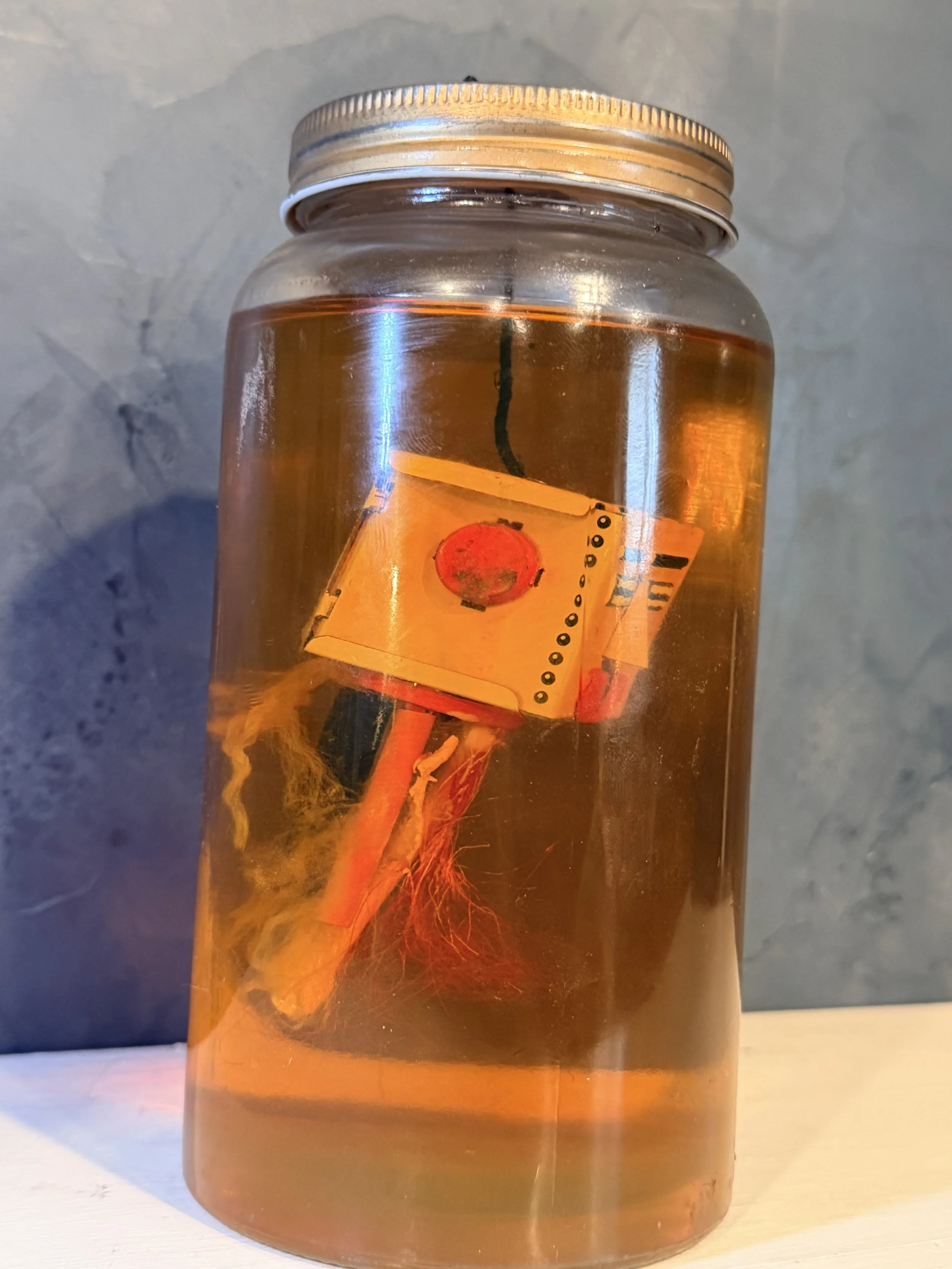 A glass jar filled with a honey-colored liquid, containing a preserved orange and some roots or plant stems inside, with a metal lid on top.