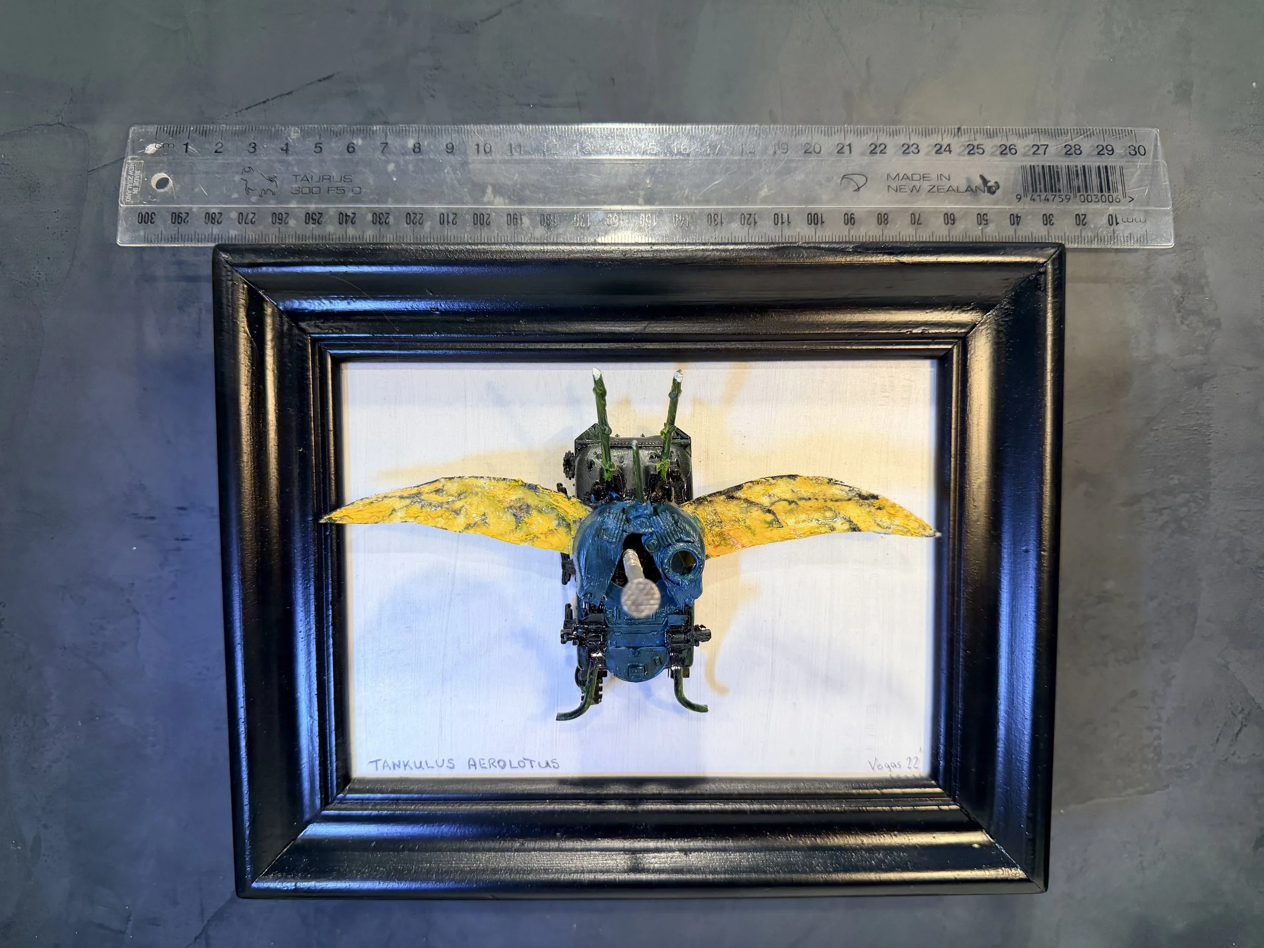 A framed artwork of a butterfly insect with the scientific name 'TANKULUS AEROLOTUS' written below it, placed on a gray surface with a clear ruler above it for scale.