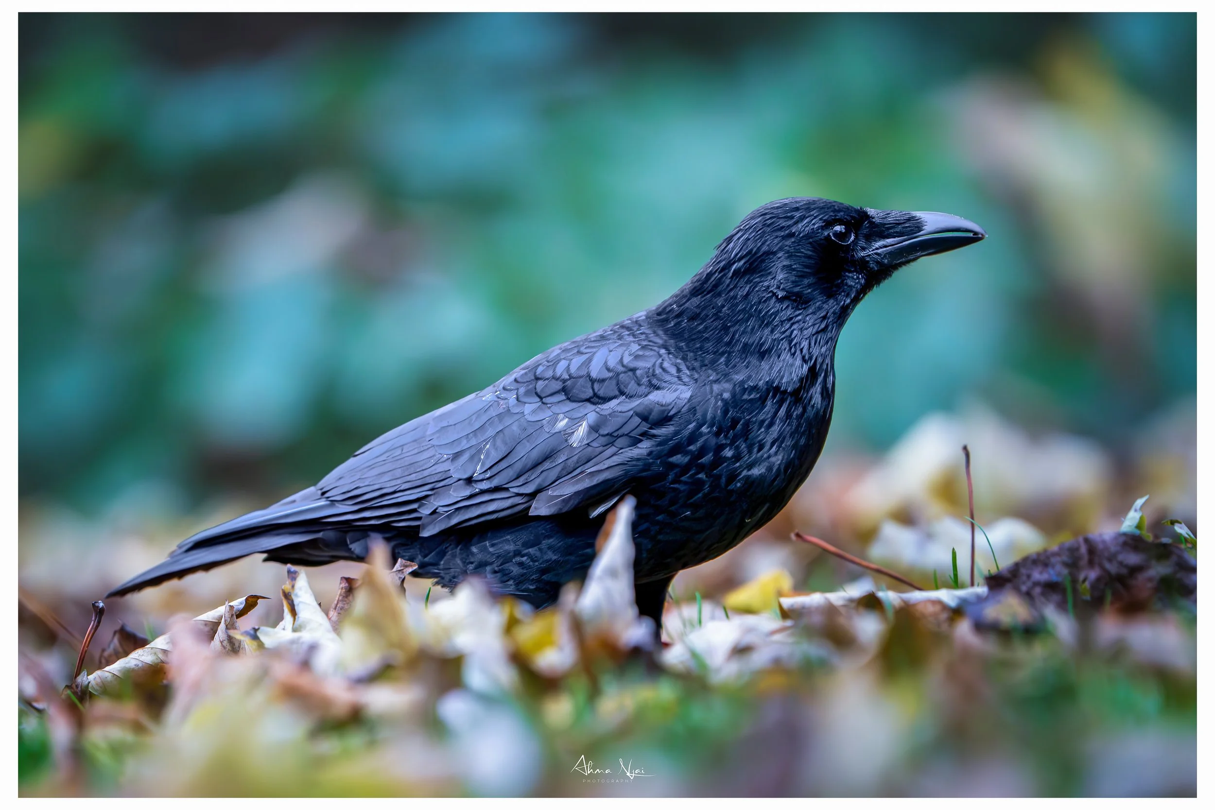 _DSC2602-Verbessert-RR-Bearbeitet.jpg