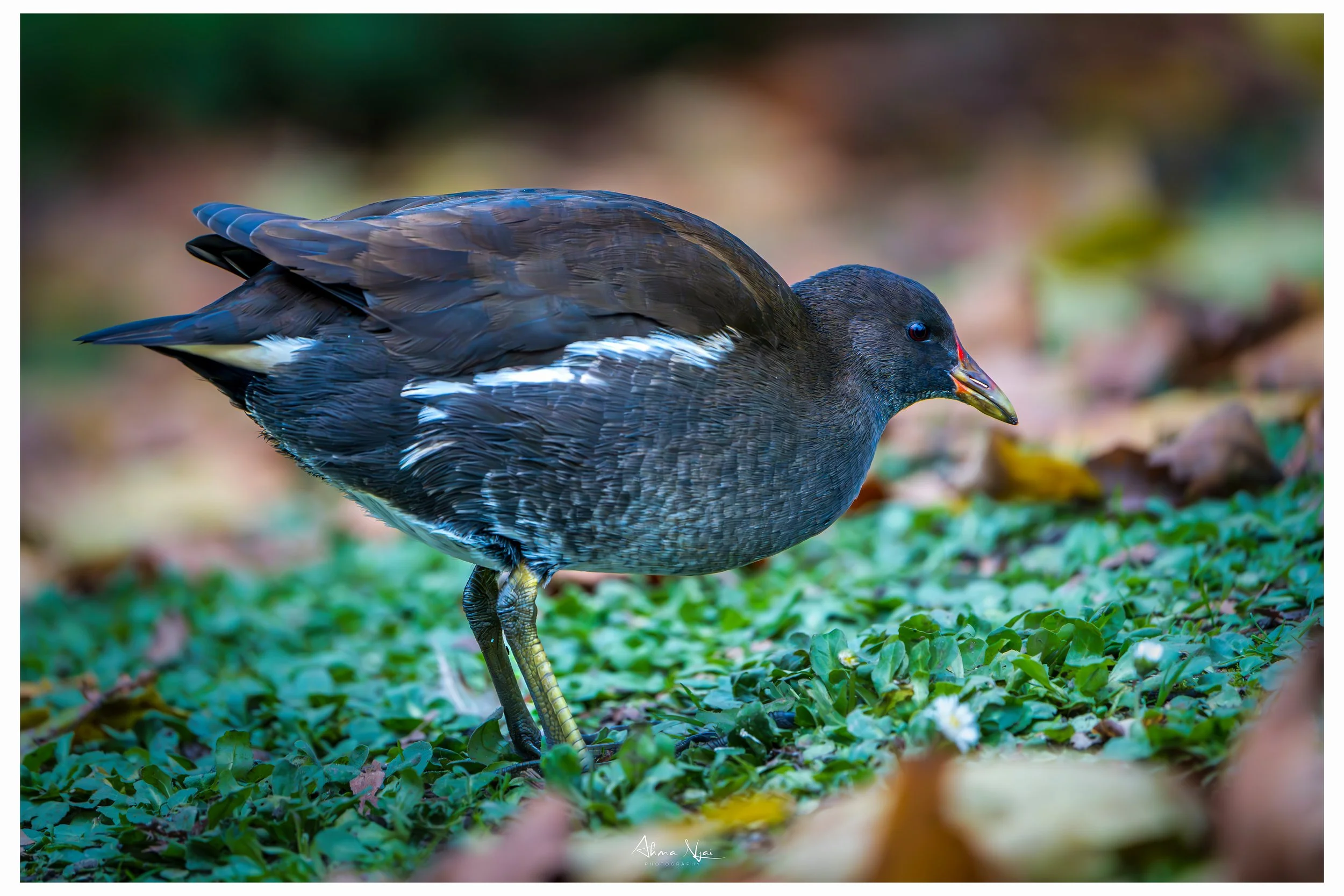 _DSC2654-Verbessert-RR-Bearbeitet.jpg