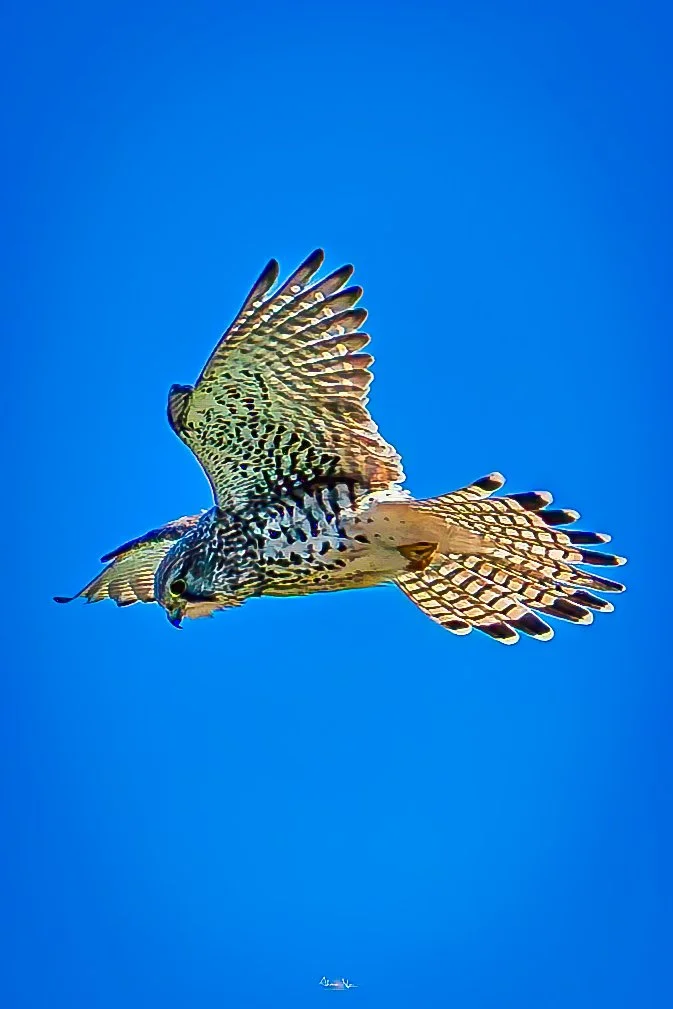 _DSC4806-Verbessert-RR.jpg