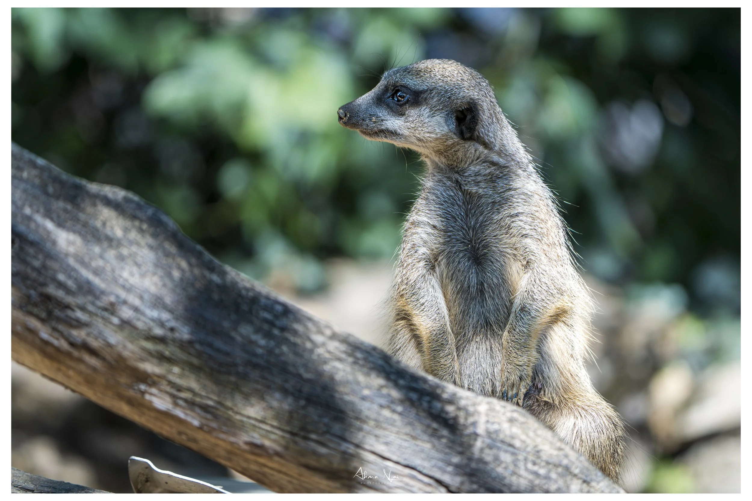 _DSC9958-Verbessert-RR-Bearbeitet.JPG