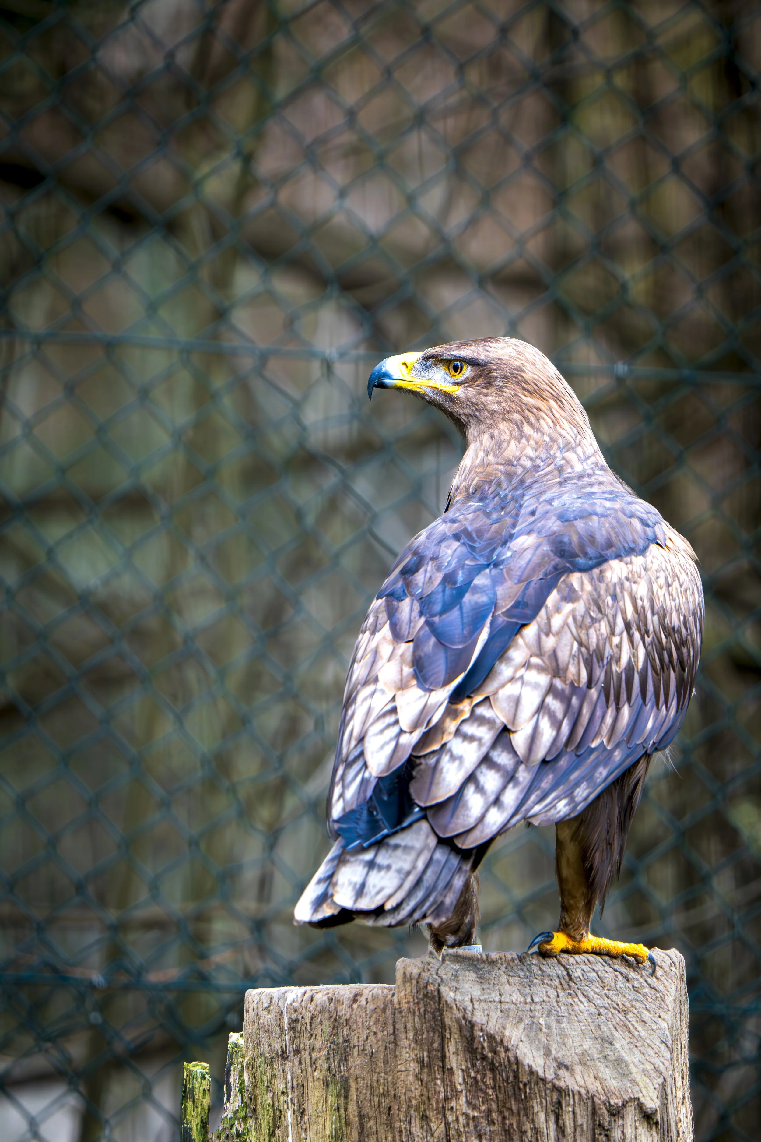 _DSC4052-Verbessert-RR.JPG