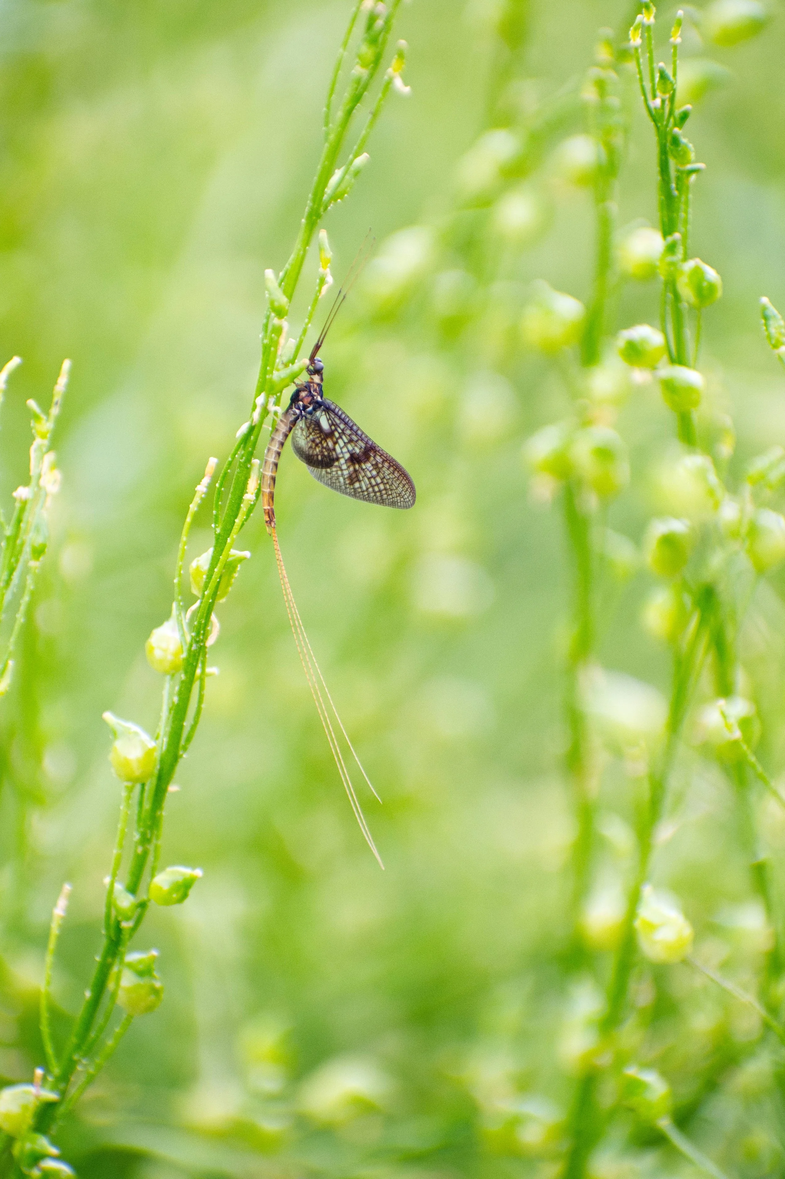 Close-up of a mayfly perched on a green plant with small buds, with a soft green background.