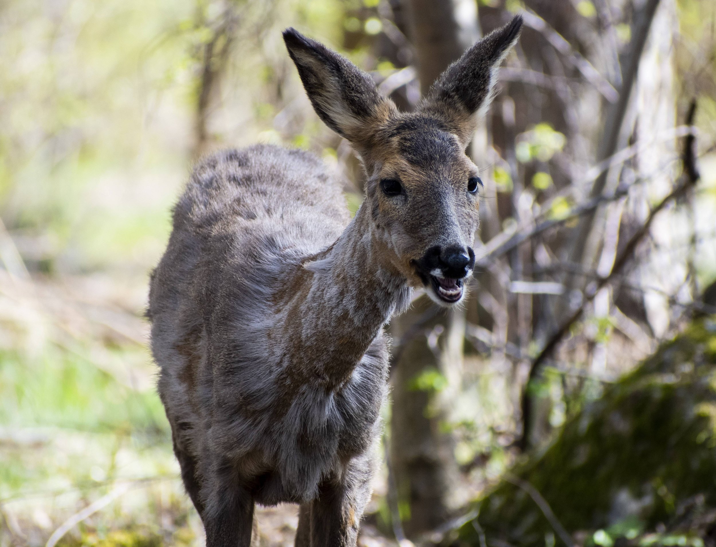 A deer with large ears and a speckled coat standing in a forested area with green foliage.