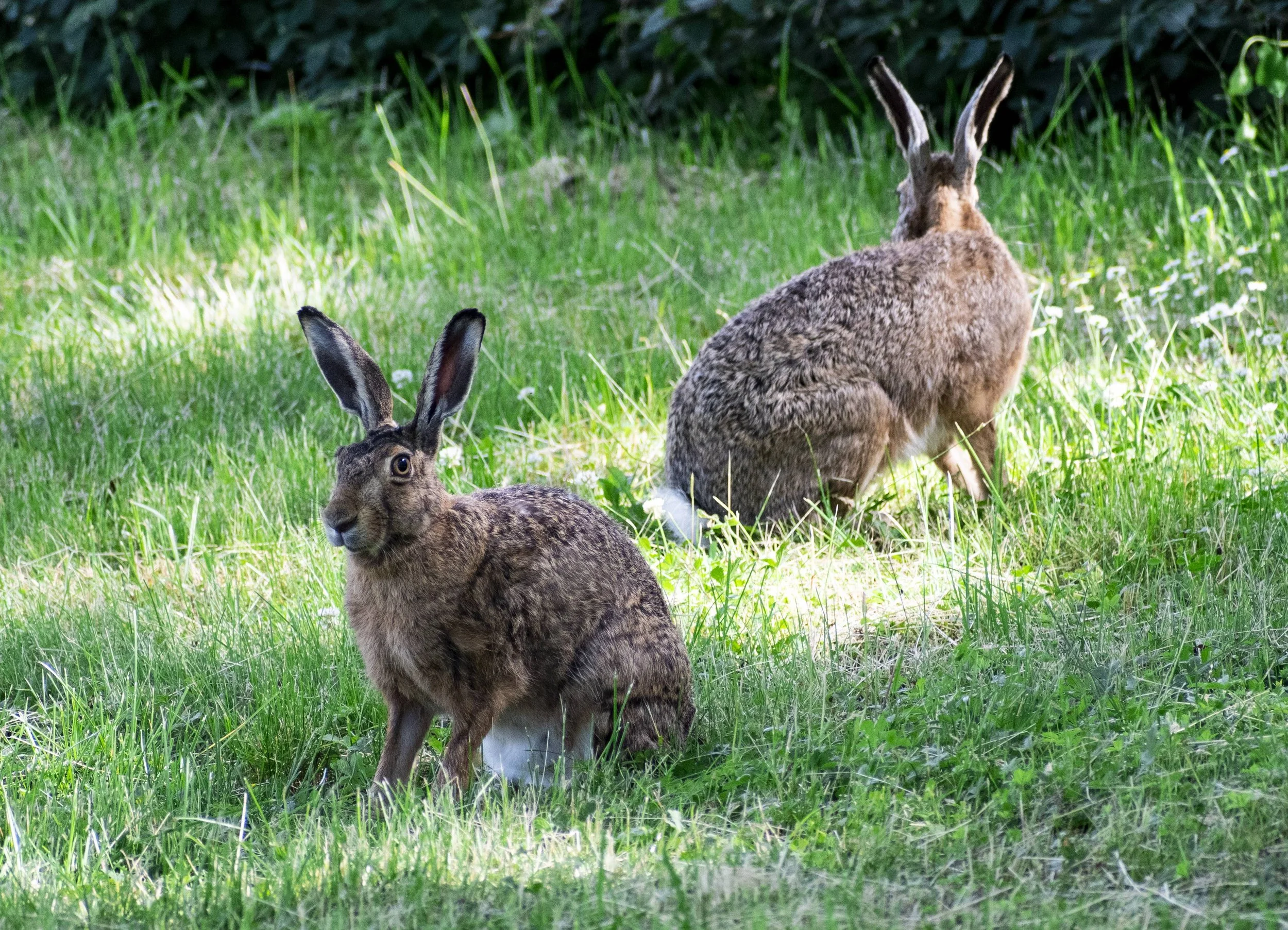 Two hares sitting on green grass in a natural outdoor setting.