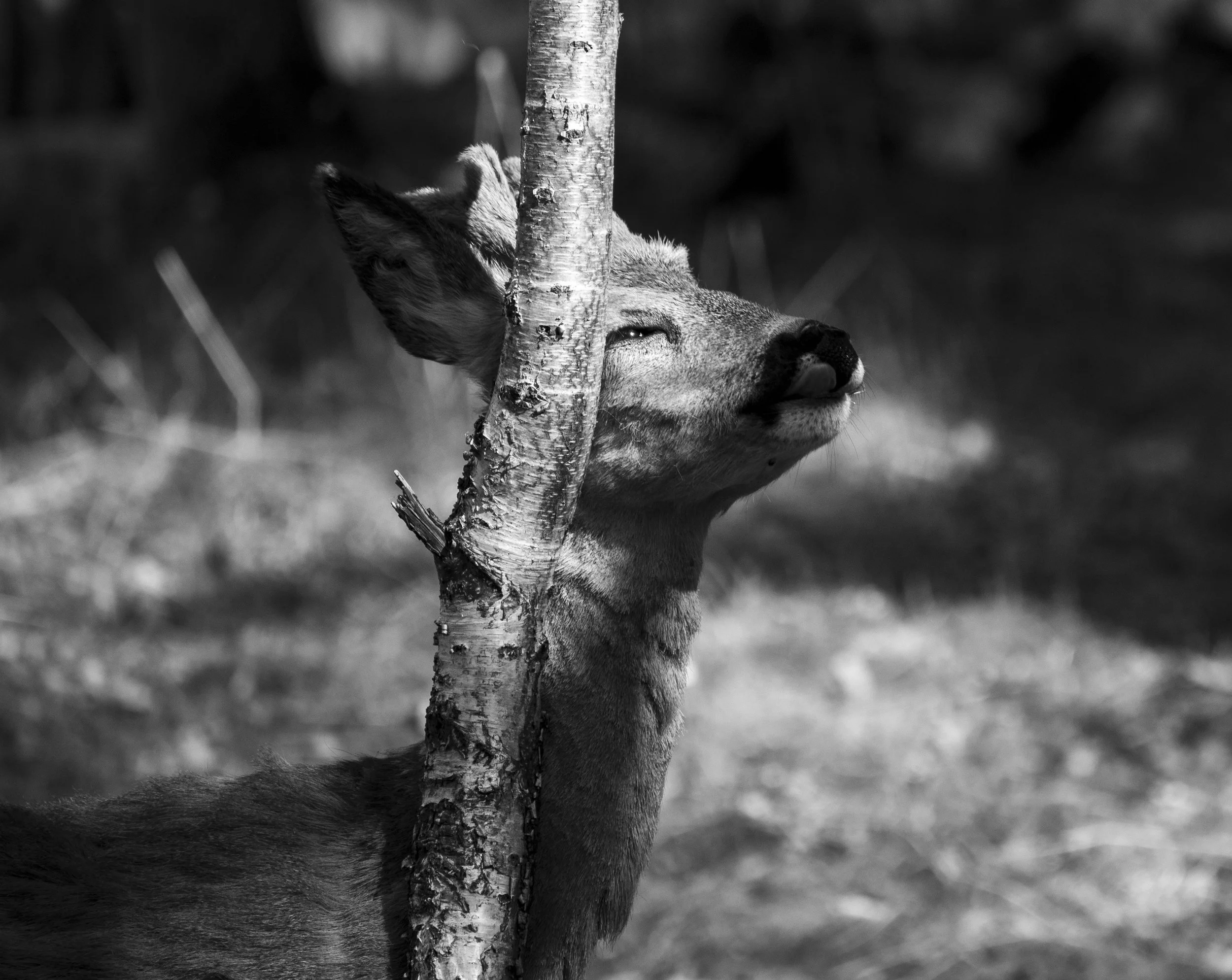 A deer with a light-colored coat and alert ears is partially hidden behind a tree trunk, with only its head and part of its body visible, in a natural outdoor setting.
