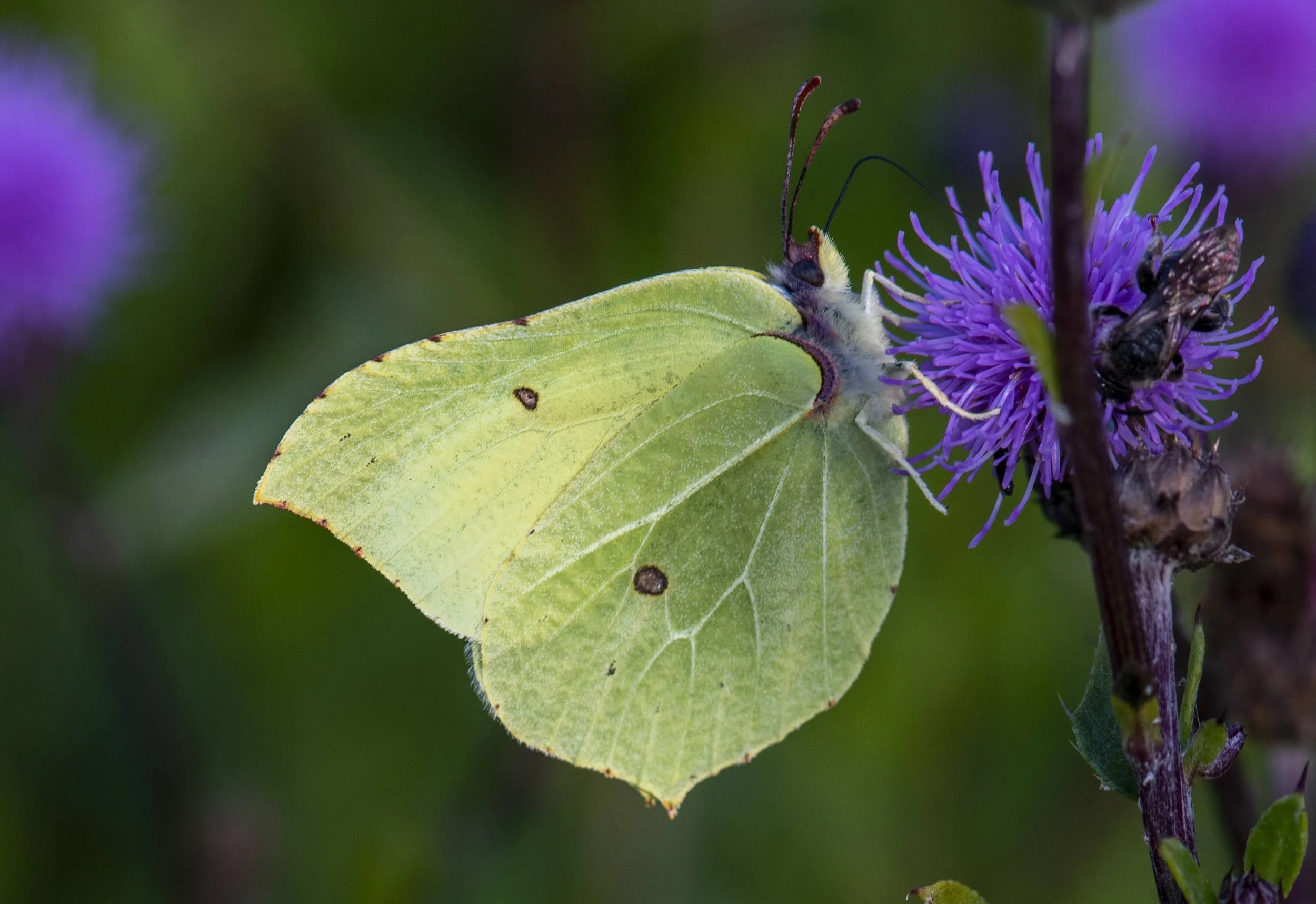 Close-up of a green leaf and purple flowers, with a butterfly collecting nectar.