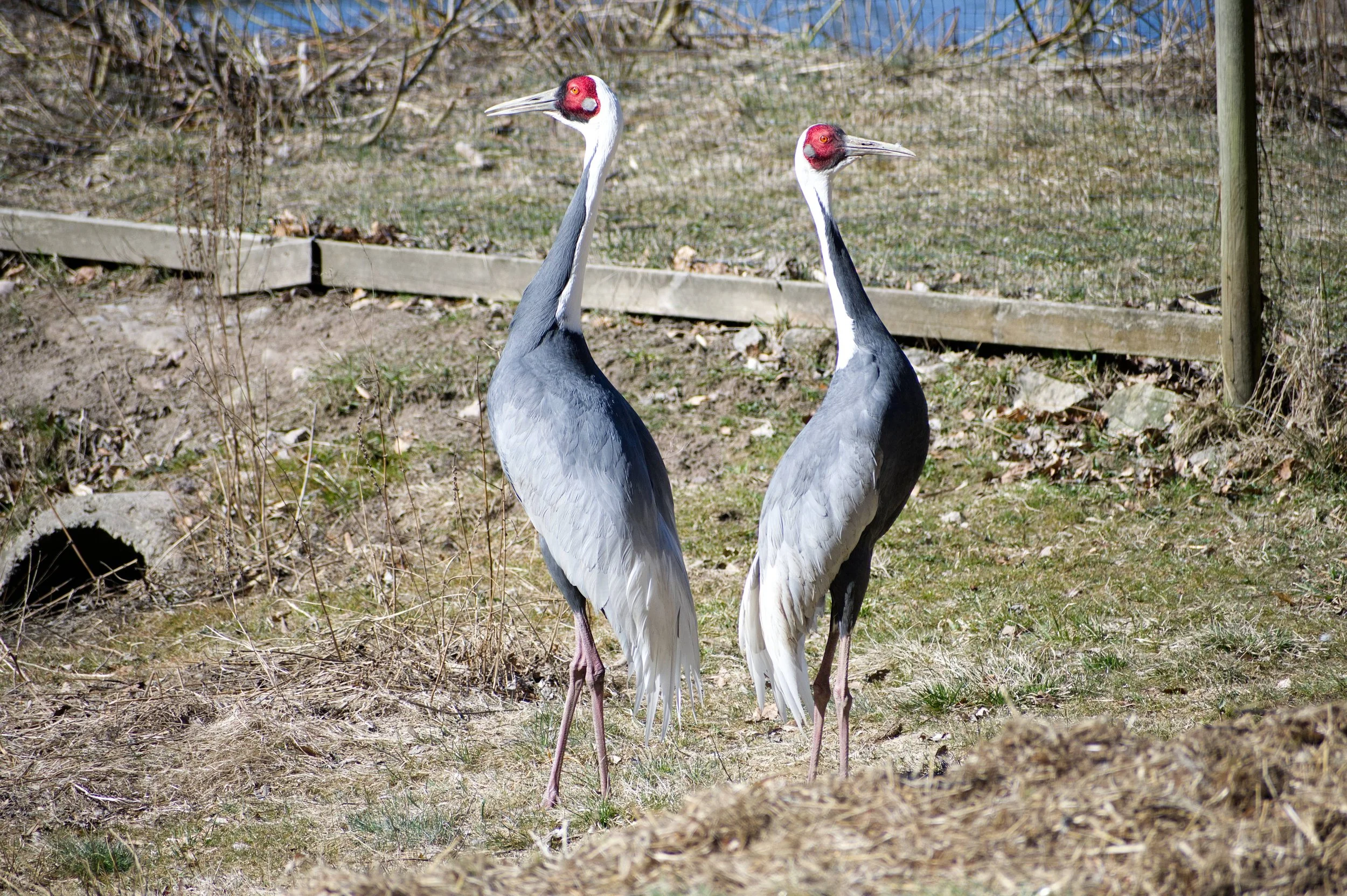 Two red-crowned cranes standing on a grassy and dirt area outdoors.