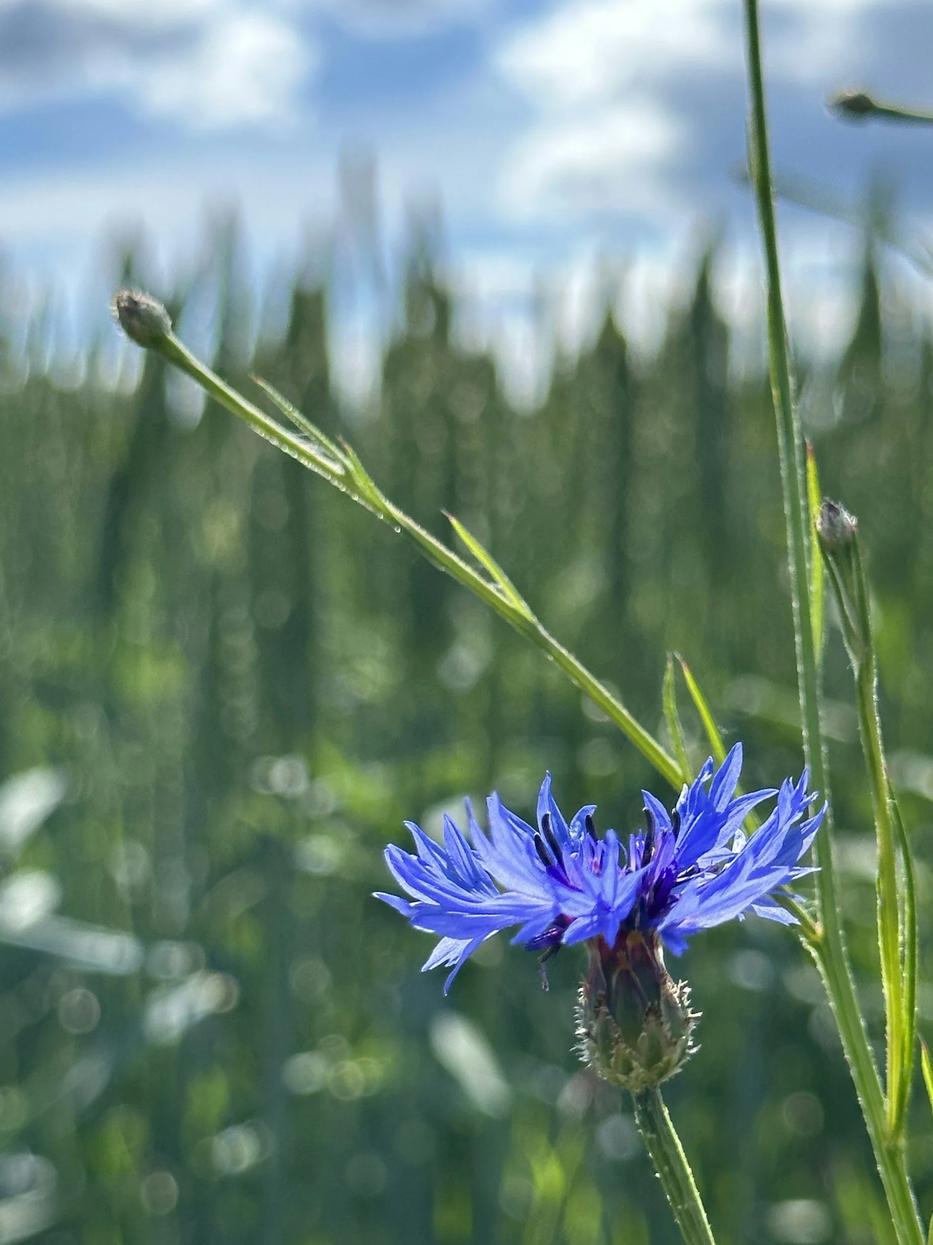 Close-up of a blue cornflower in a green field with tall grass, in front of a blurred natural background with a cloudy sky.