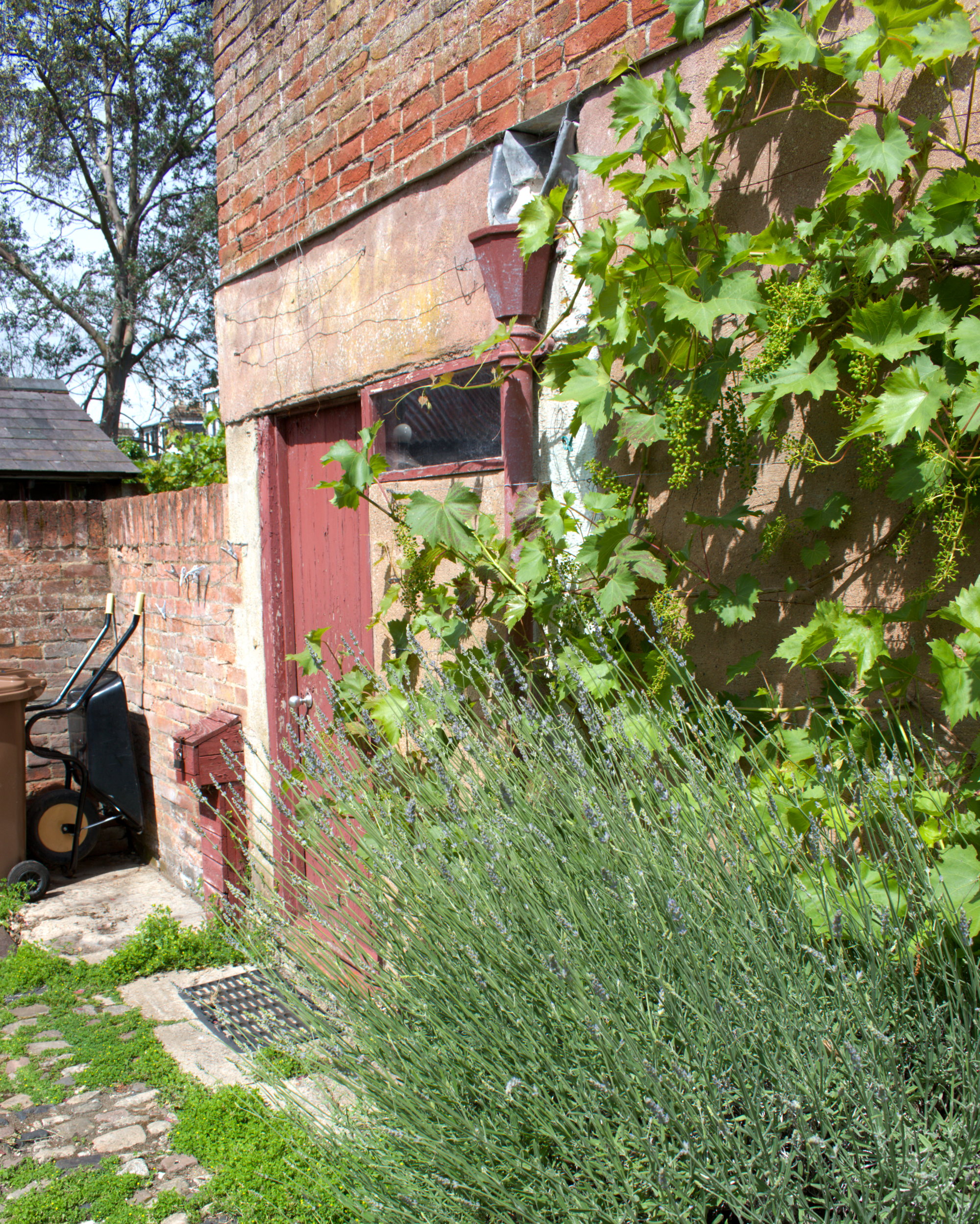 A corner of a brick house with a red door, some gardening tools, and lush green plants and flowering lavender in a garden