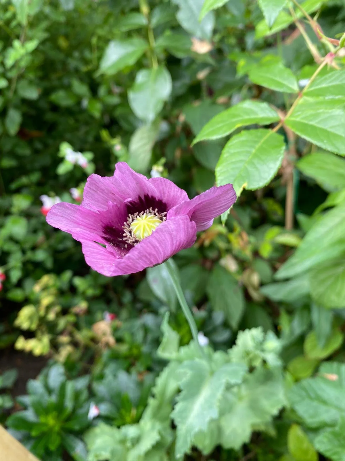Flower 2.jpg