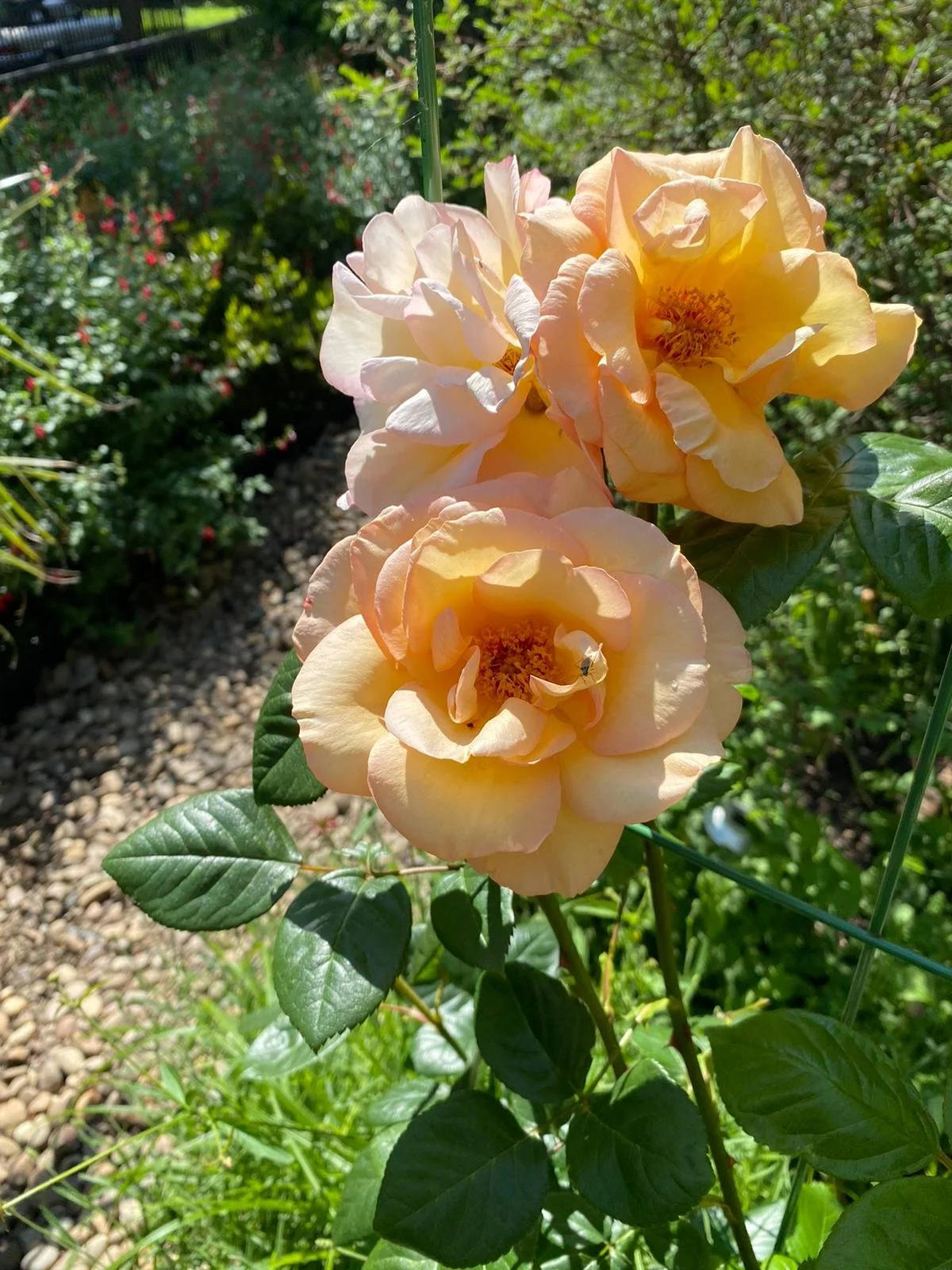Flower 3.jpg