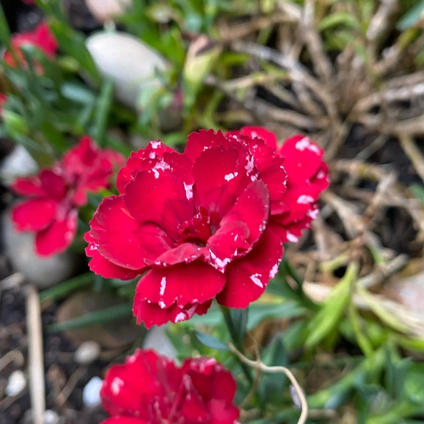 FLOwer 1.jpg