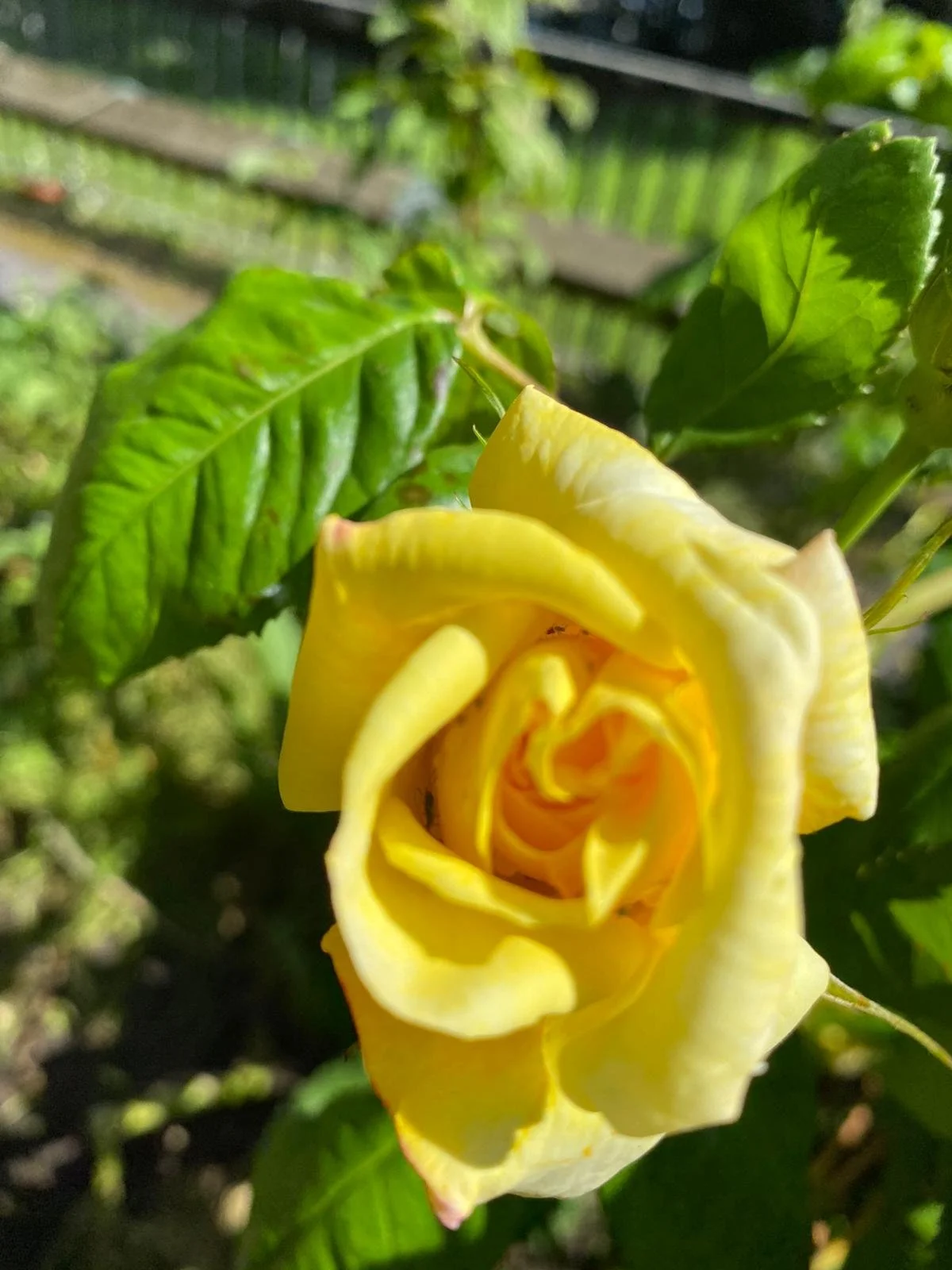 Flower 5.jpg