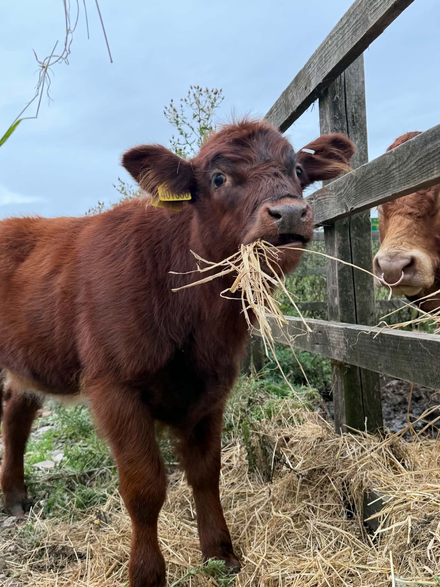 Baby Highland Cow
