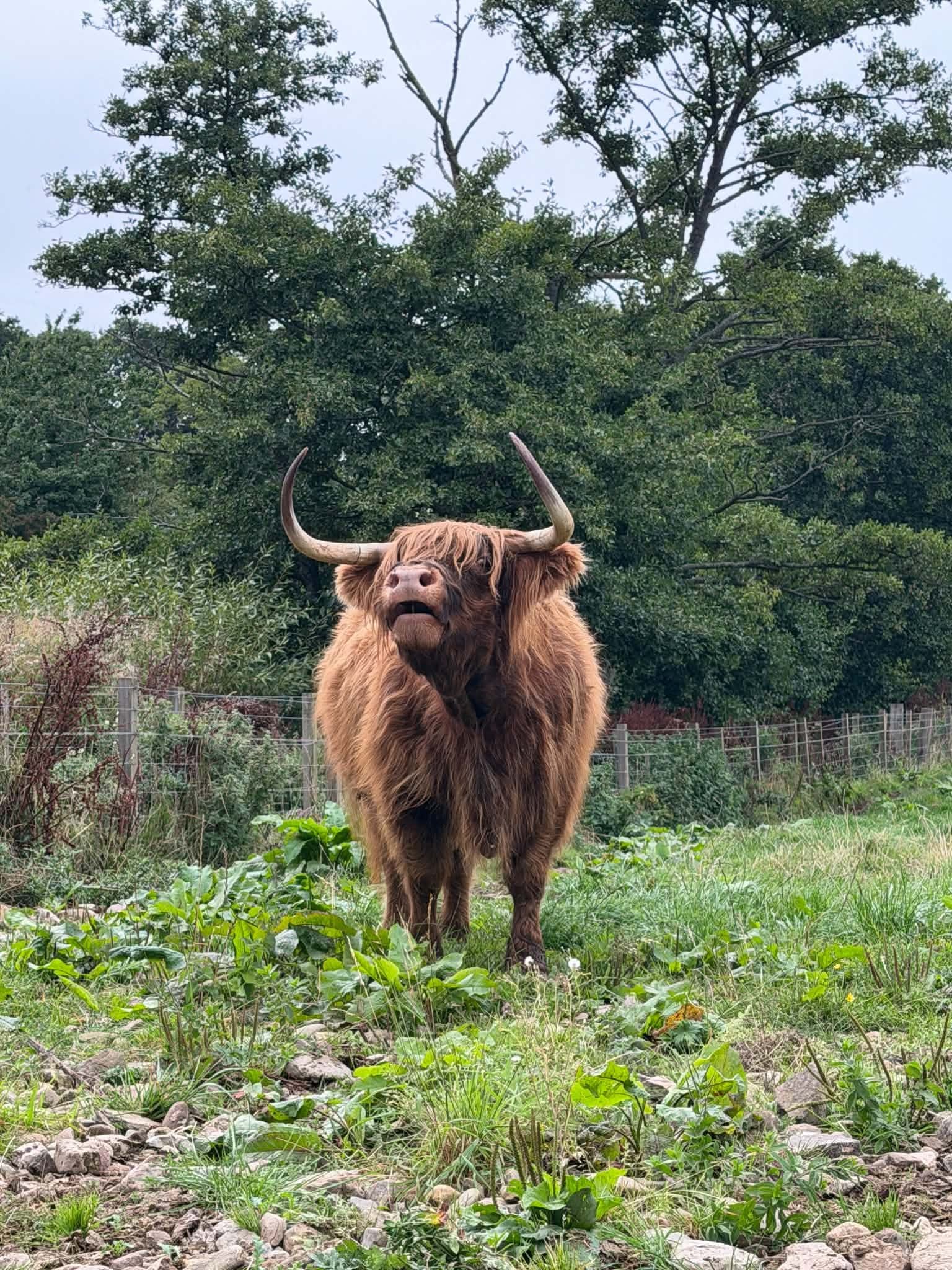 Highland Cow