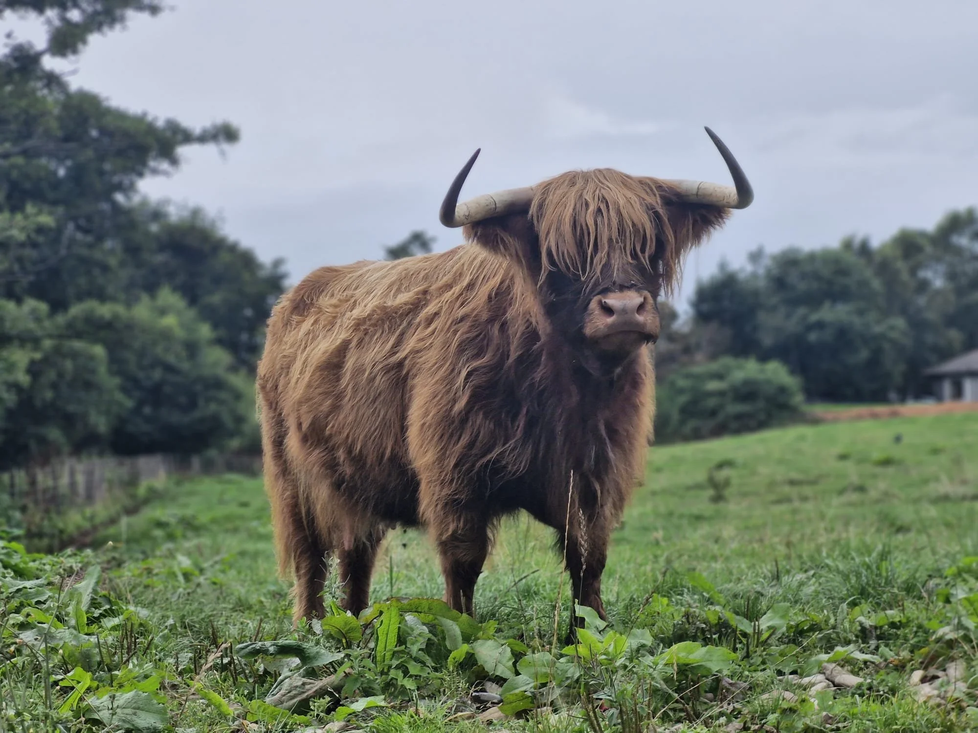 Highland Cow