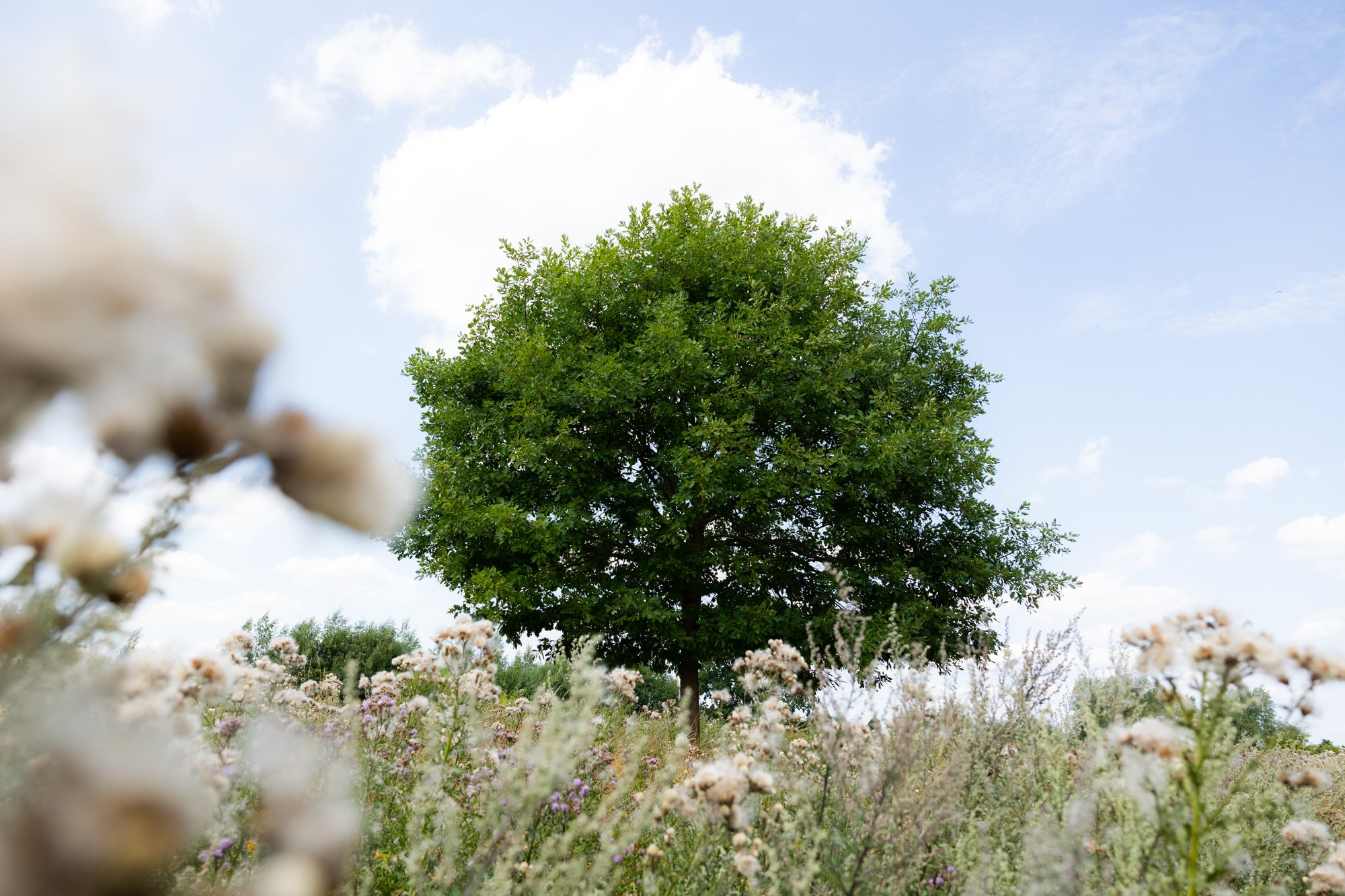 Ein grüner Baum steht in der Mitte eines blühenden Feldes mit Blumen. Der Himmel ist blau mit einigen Wolken.