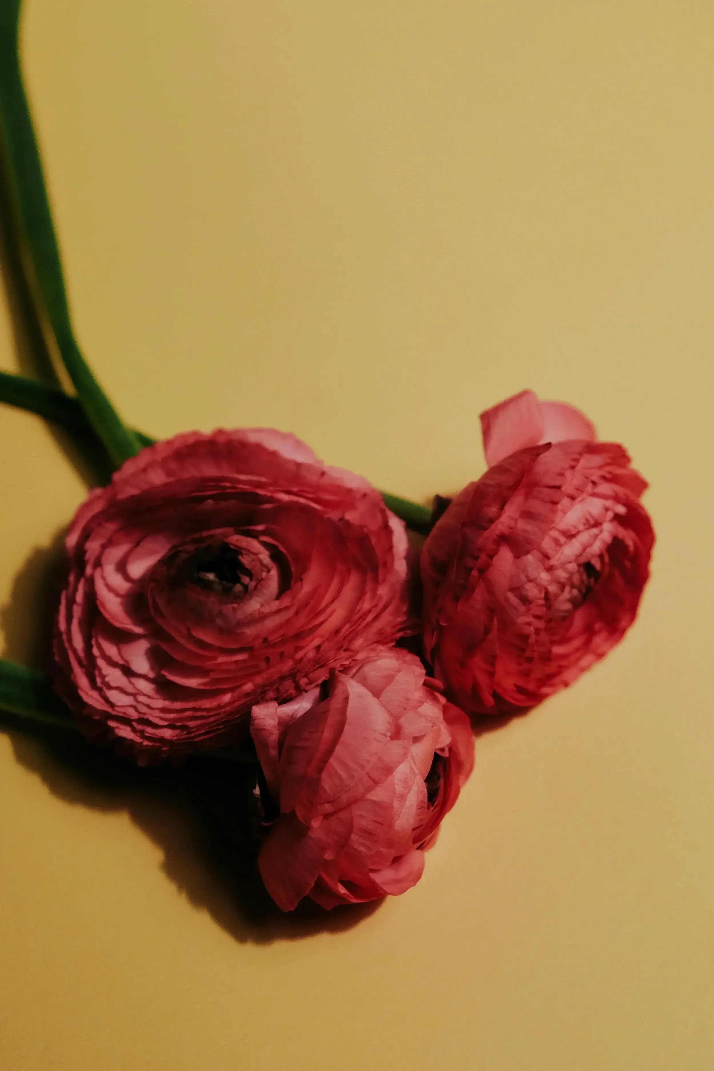 Close-up of pink ranunculus flowers with green stems on a yellow background.