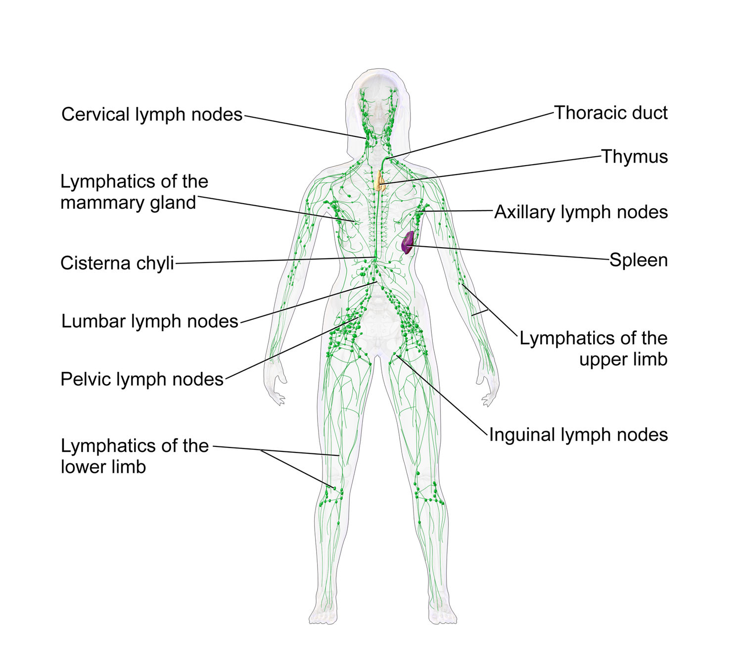 March is Lymphoedema Awareness Month