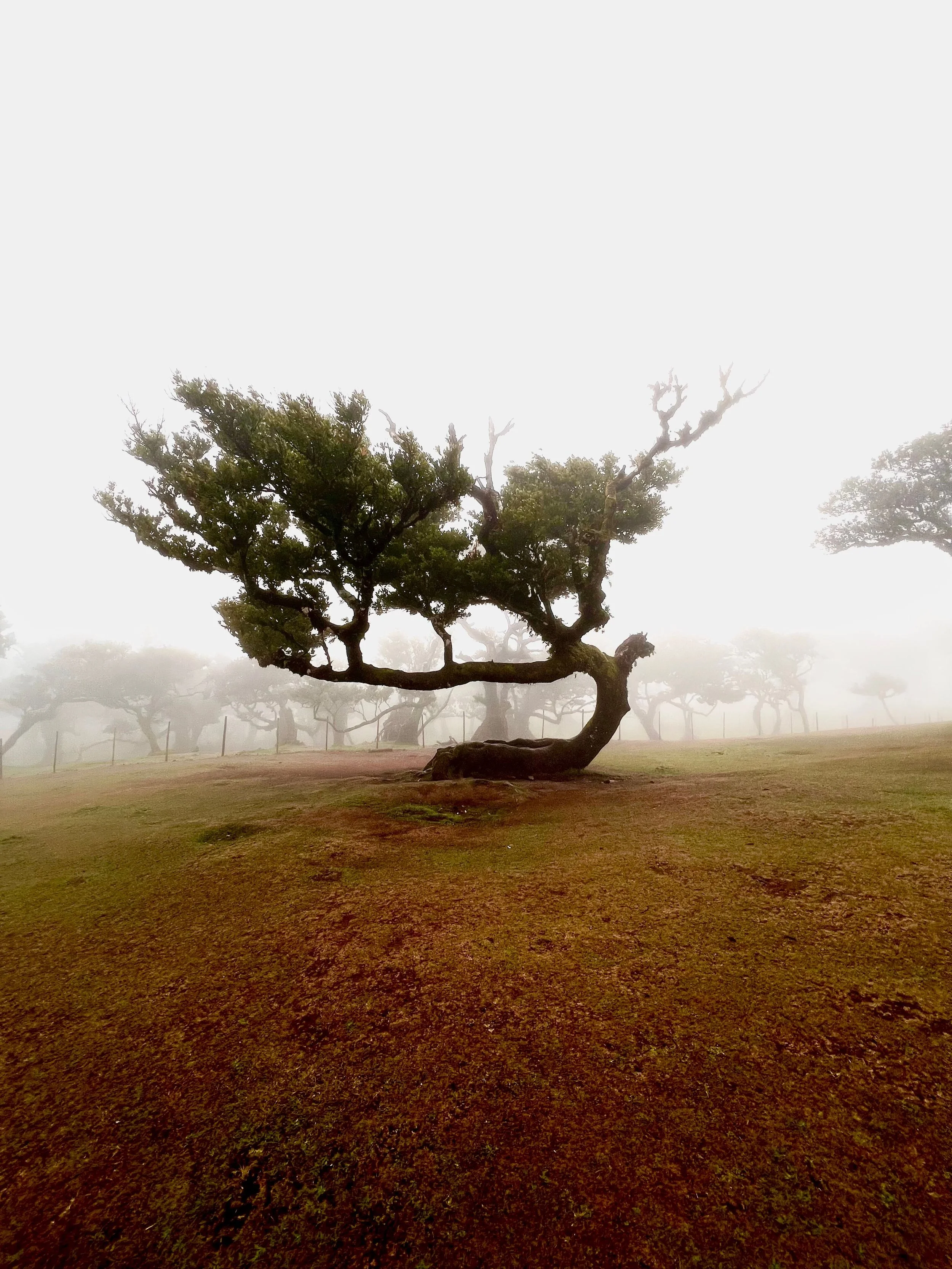 Unique gnarled tree with dense foliage standing strong in a misty grassy landscape