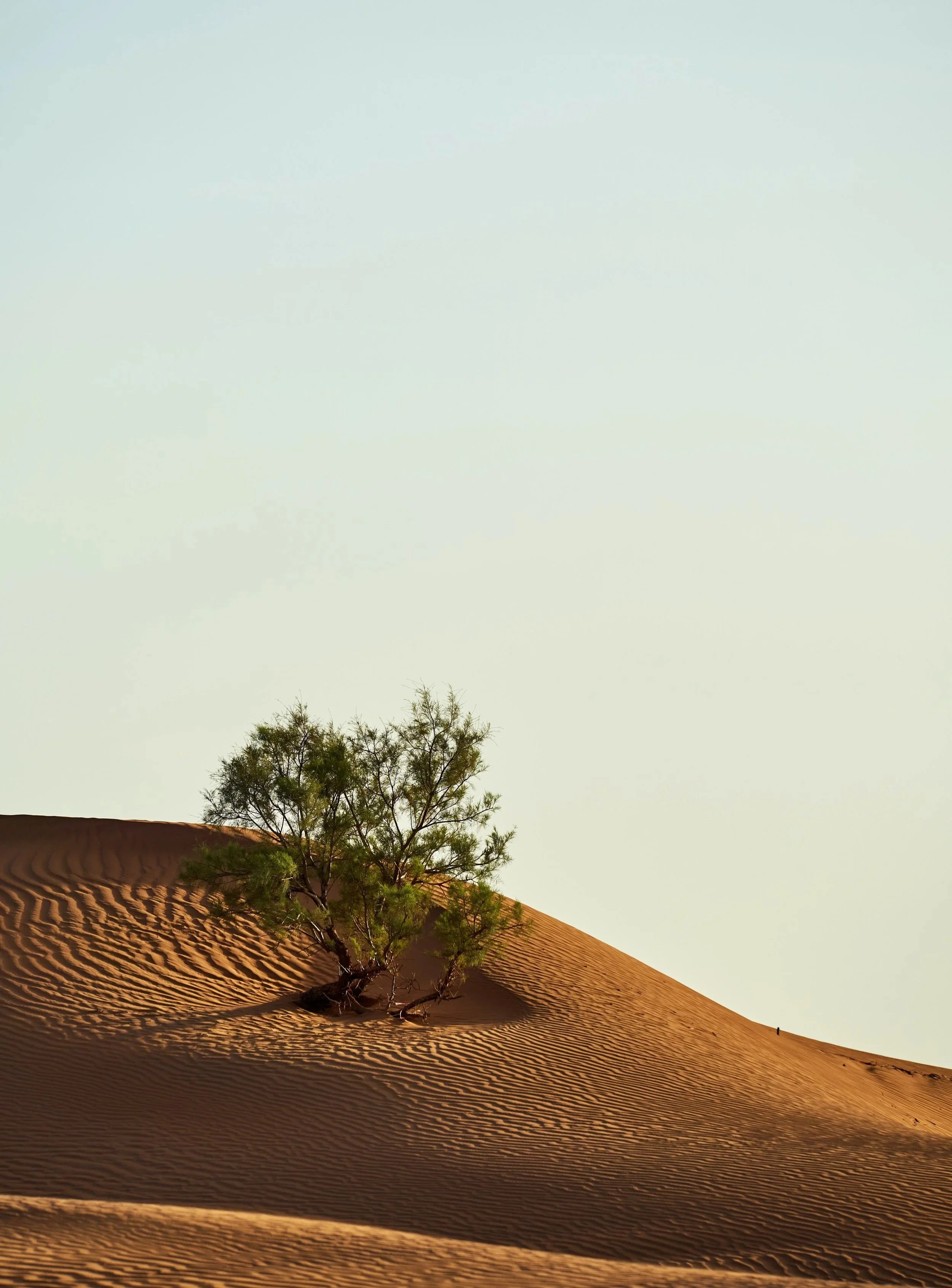 Lone green desert tree growing on rippled orange sand dunes under a pale sky