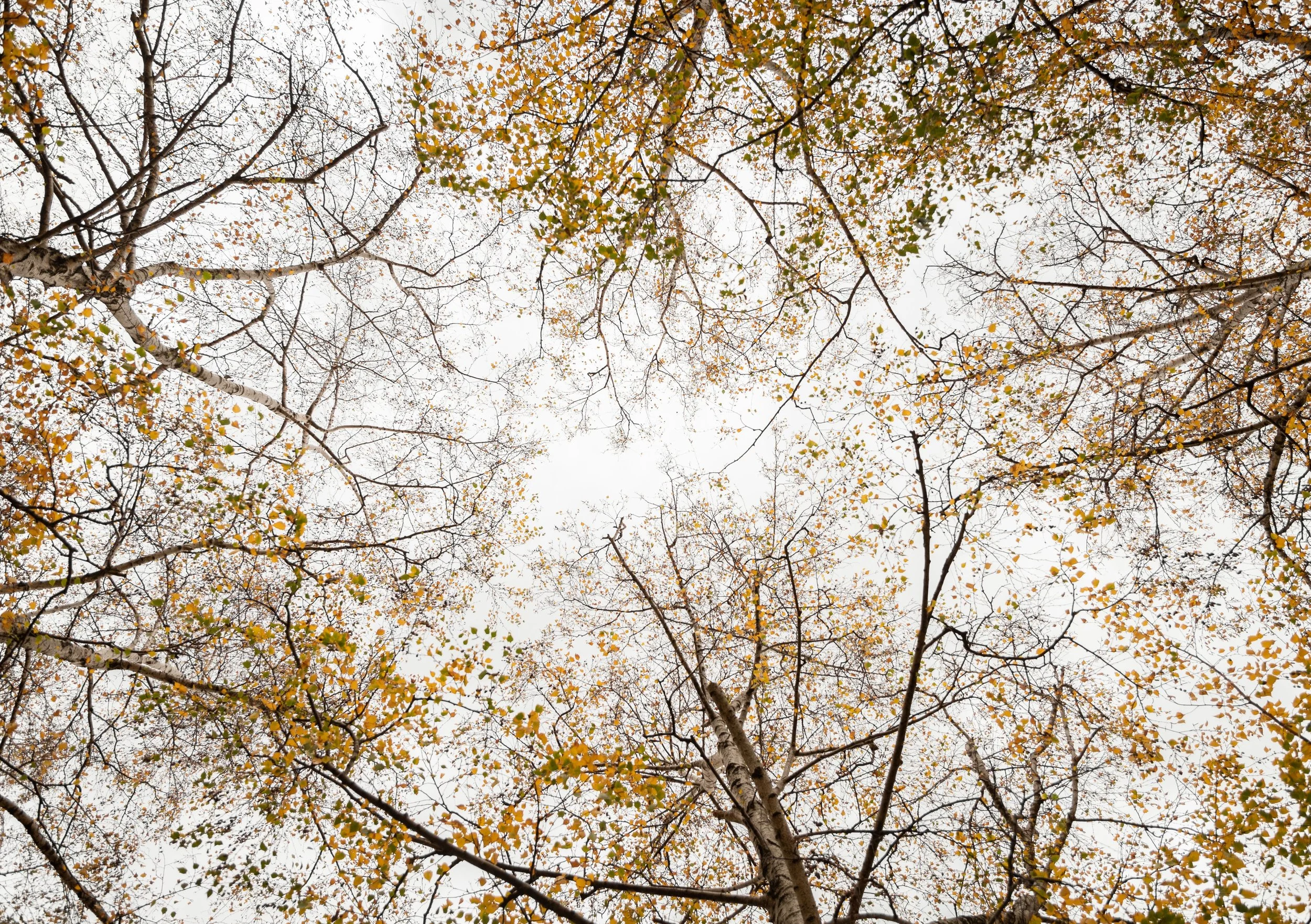 Upward view of tree branches with golden autumn leaves against a sunny sky
