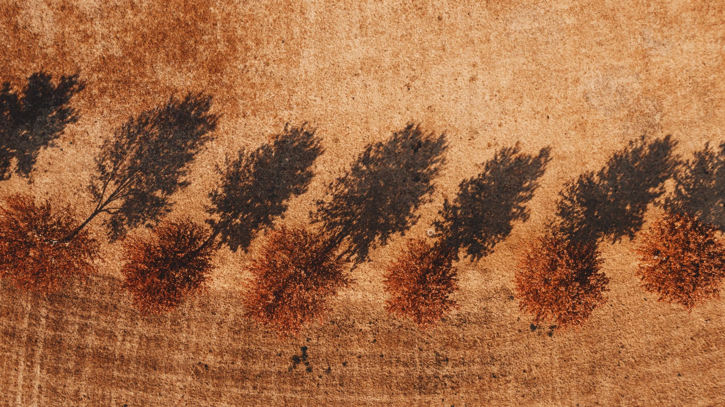 Rustic brown textured wall with shadows of leafy branches