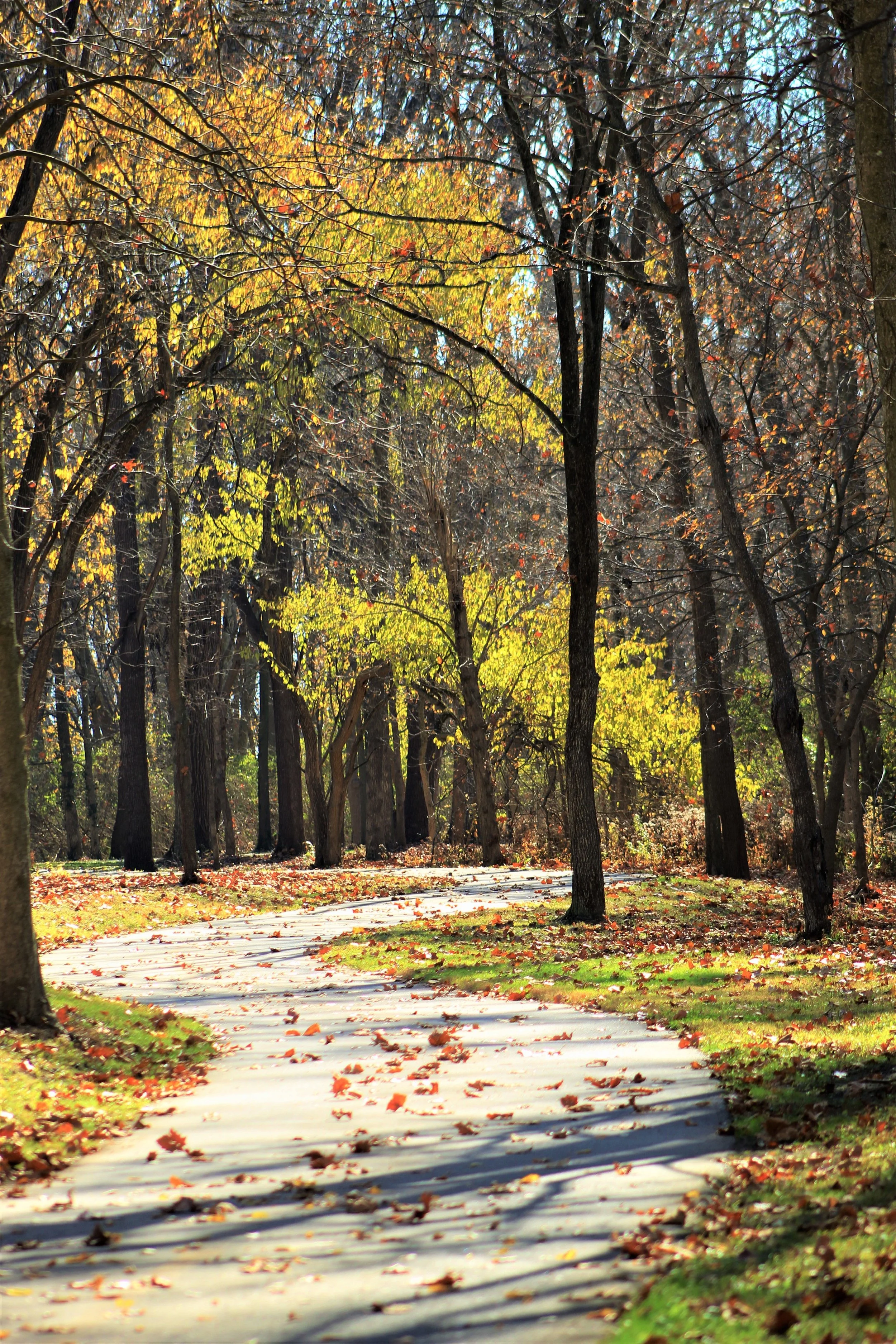 Sunlit autumn forest with a leaf-covered paved path winding among tall trees.
