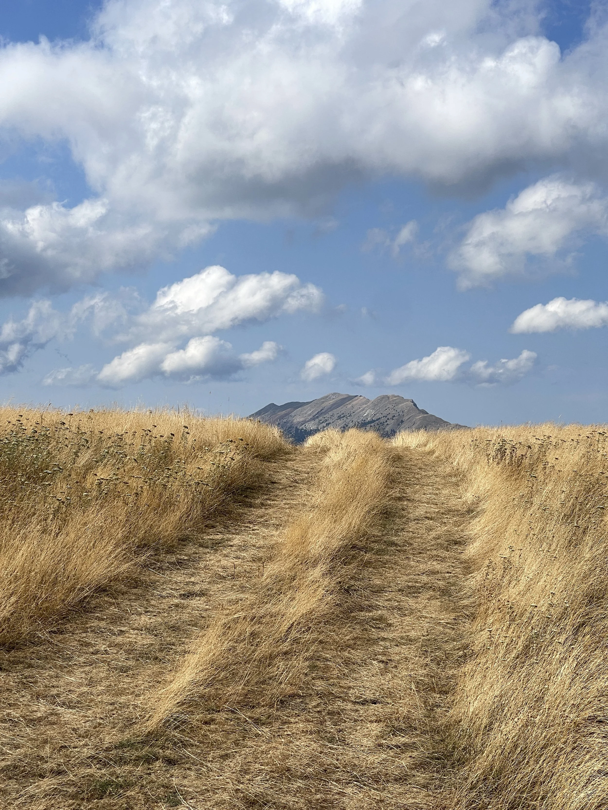 A dirt path runs through a field of tall, dry, golden grass with mountains in the background under a blue sky with fluffy clouds.