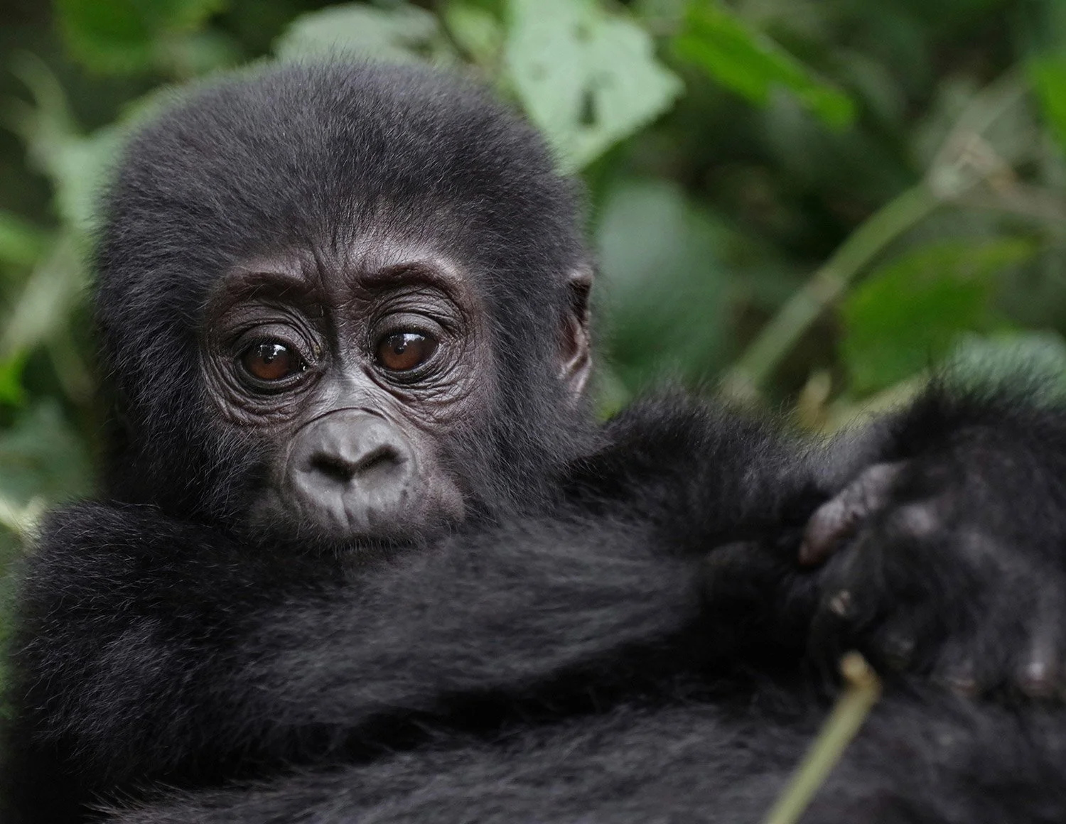 Rare encounters. Mountain gorilla peering from green forest foliage. Uganda and Rwanda