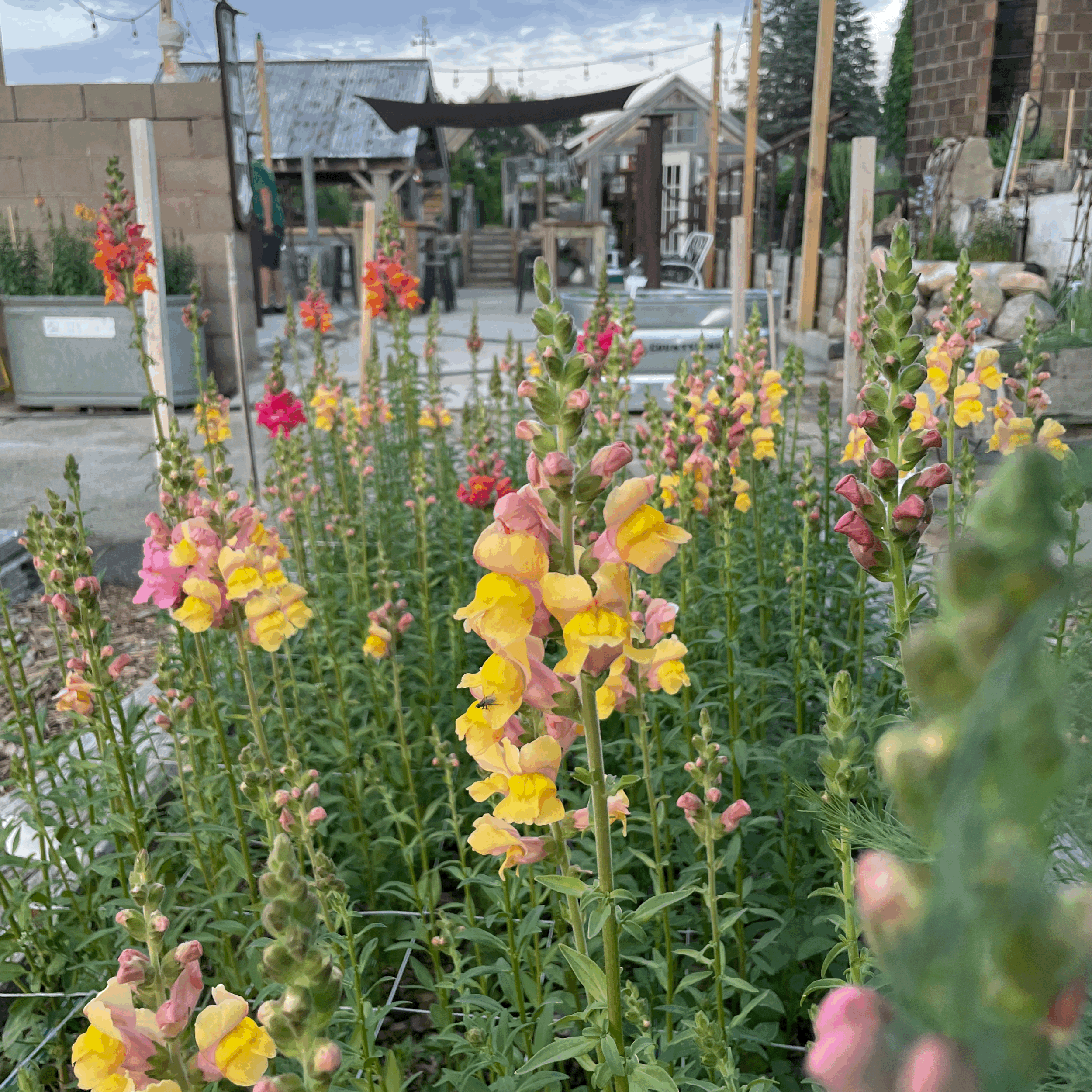 breathe, move + bloom 9/8