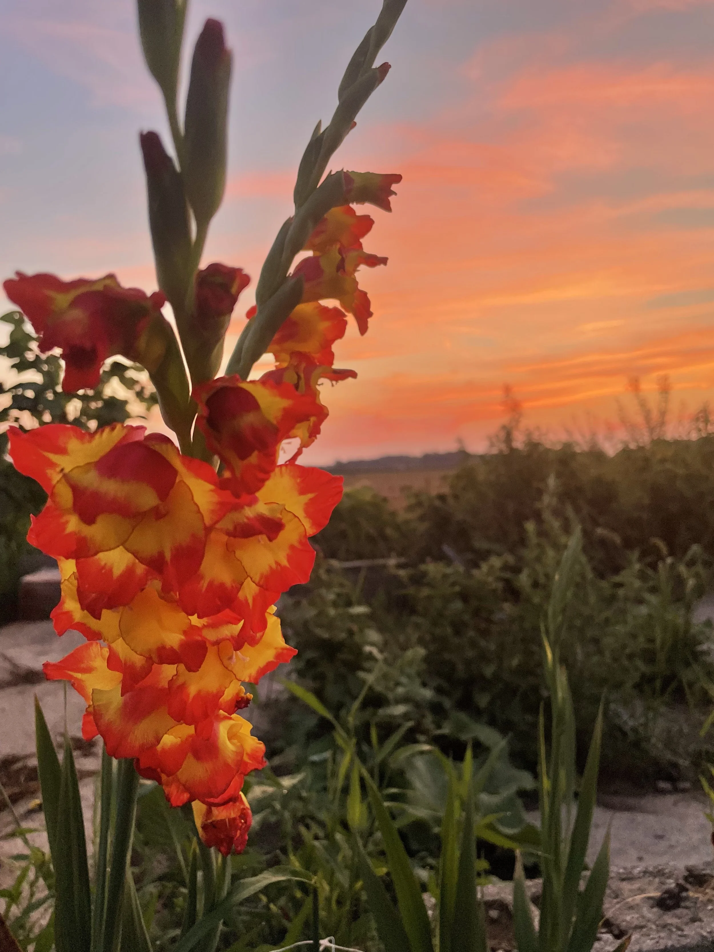 A vibrant orange and yellow flower in the foreground with a sunset sky in the background, displaying soft pink and orange hues with scattered clouds.