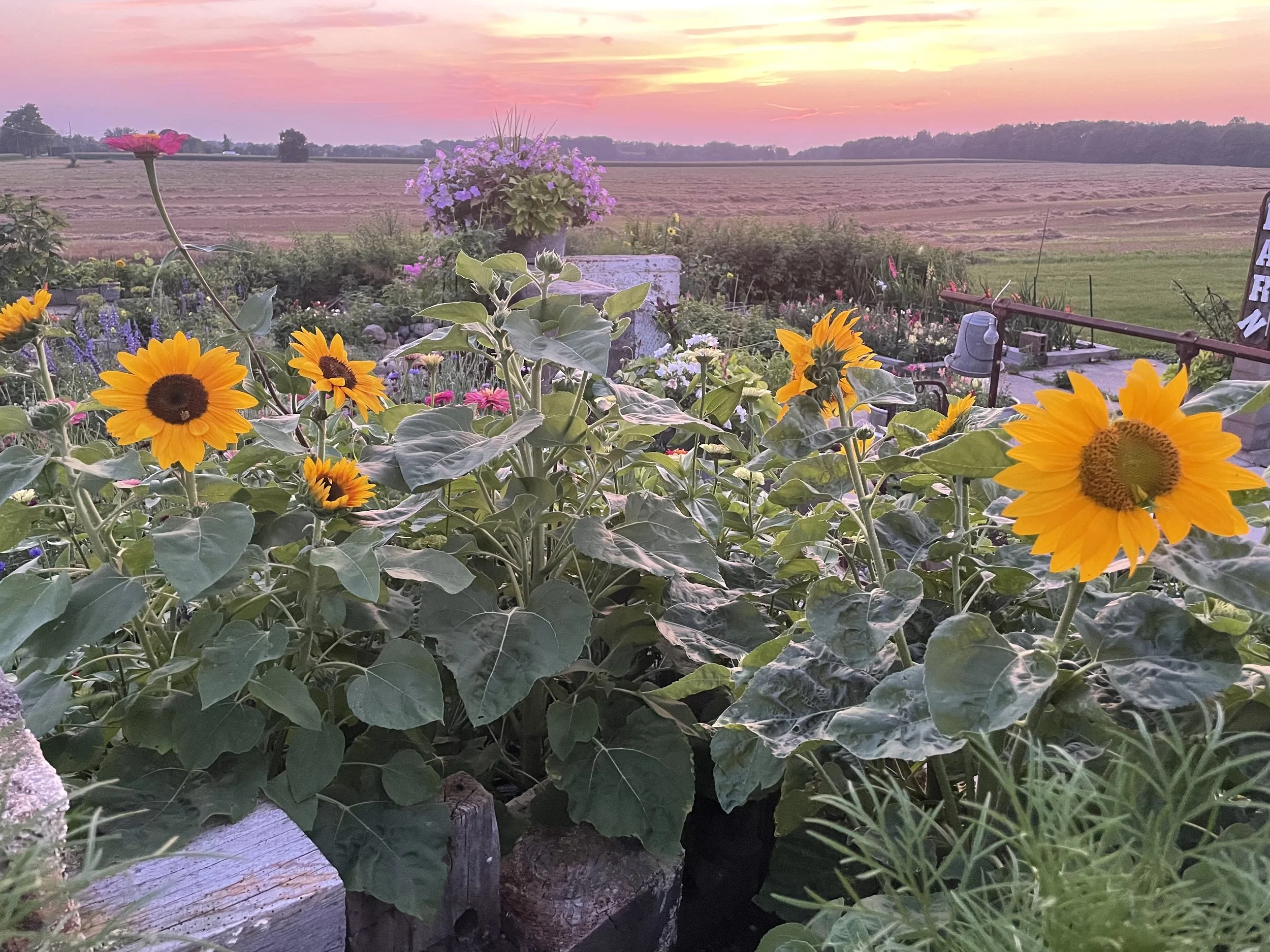 A colorful garden with sunflowers and various flowers, a sunset sky, a wide open field in the background, and a flag on the right side.