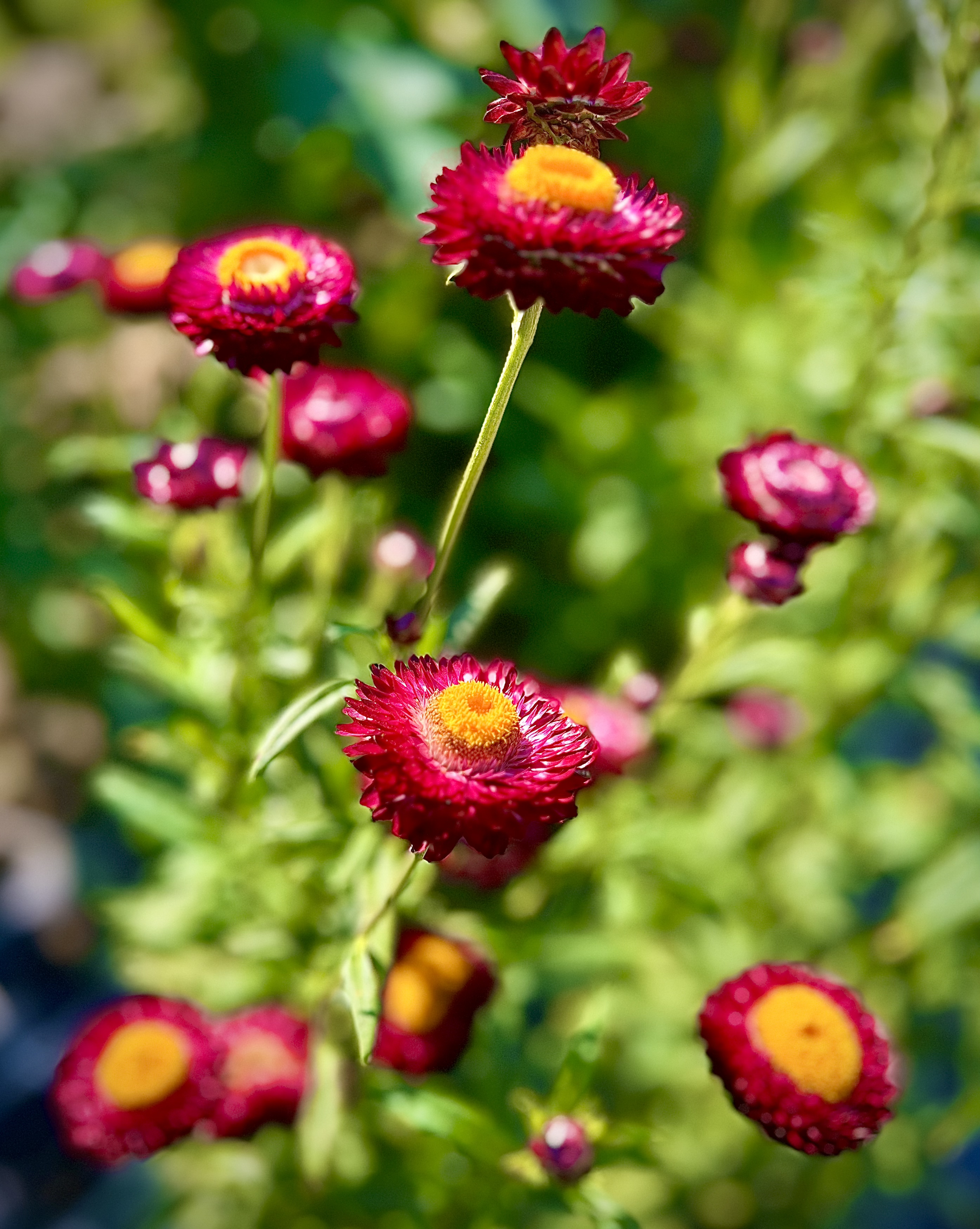 Close-up of pink and yellow flowers in a garden, with blurred greenery in the background.