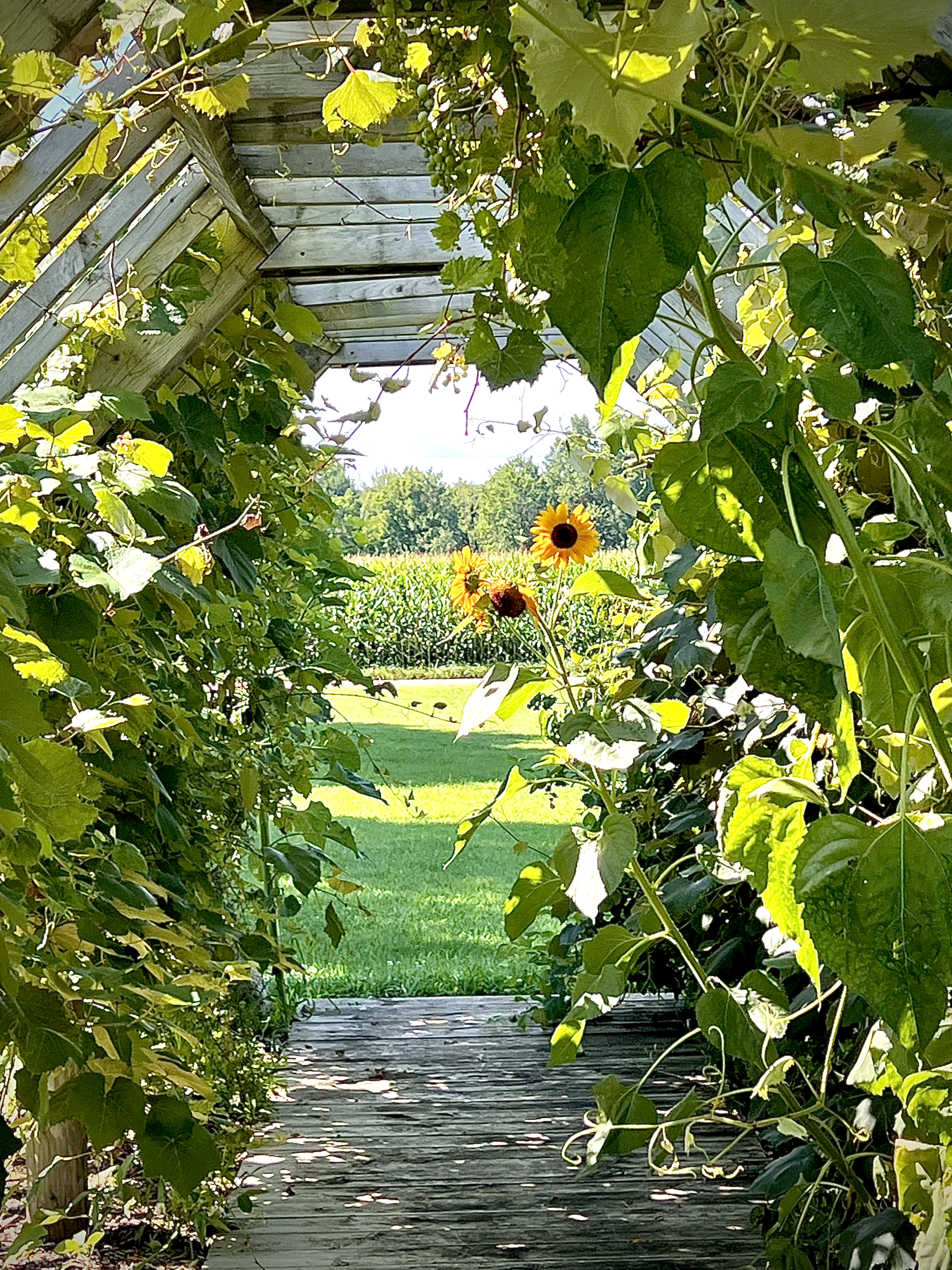 View through a wooden garden archway, surrounded by green leafy vines and plants, leading to a sunny grassy area with sunflowers.