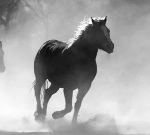 A horse running through dust