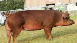pig image.jpg