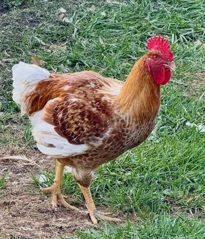 bird image.jpg