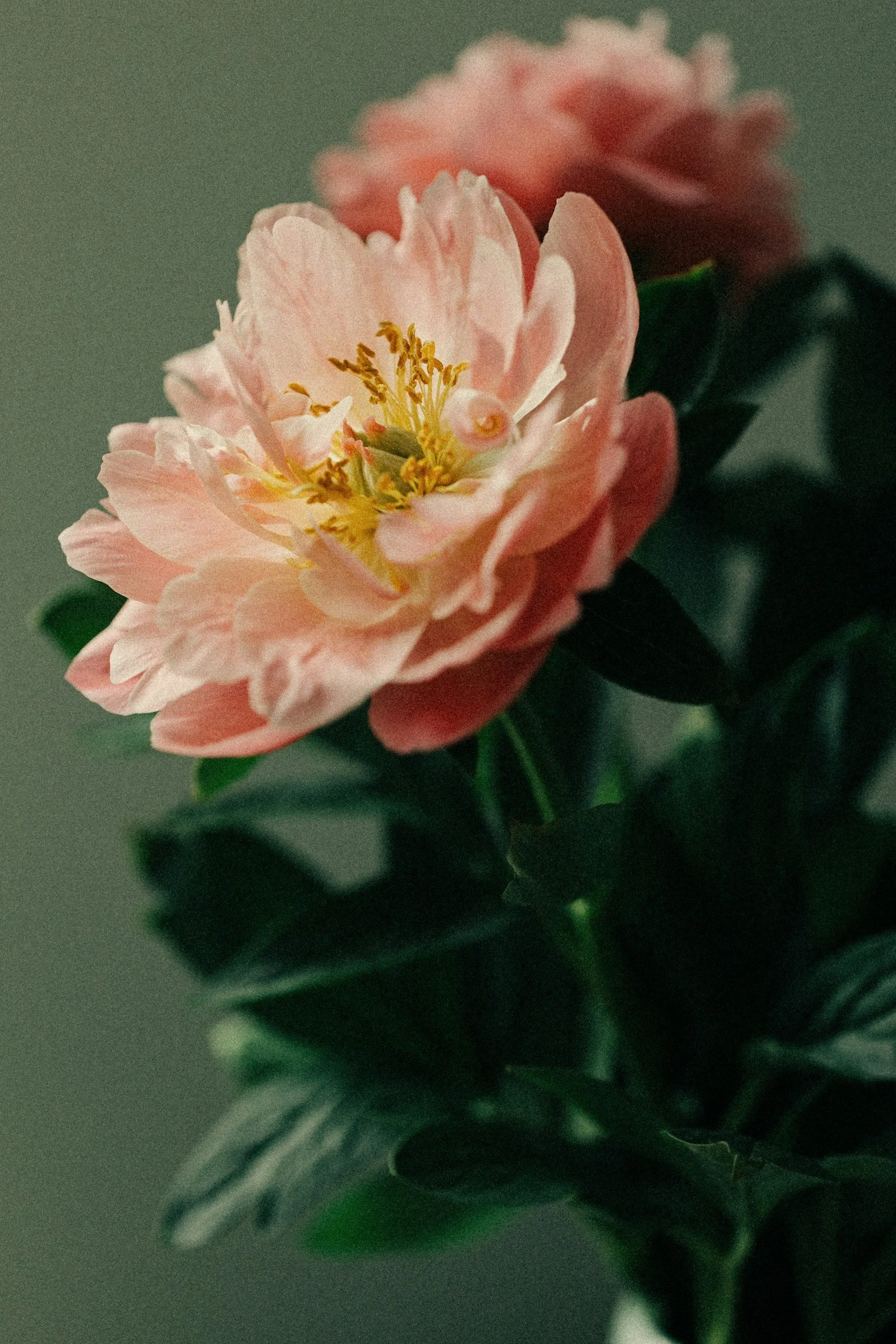 peach, yellow, and green open peony