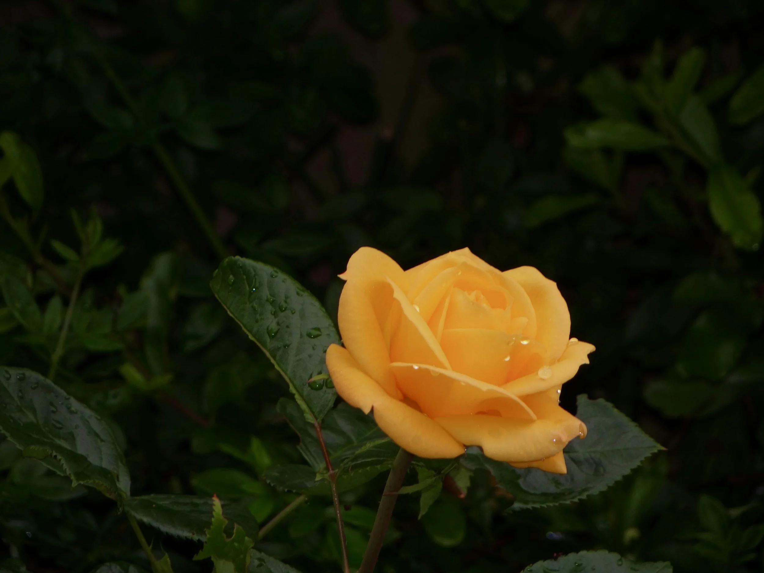 Yellow rose on dark background