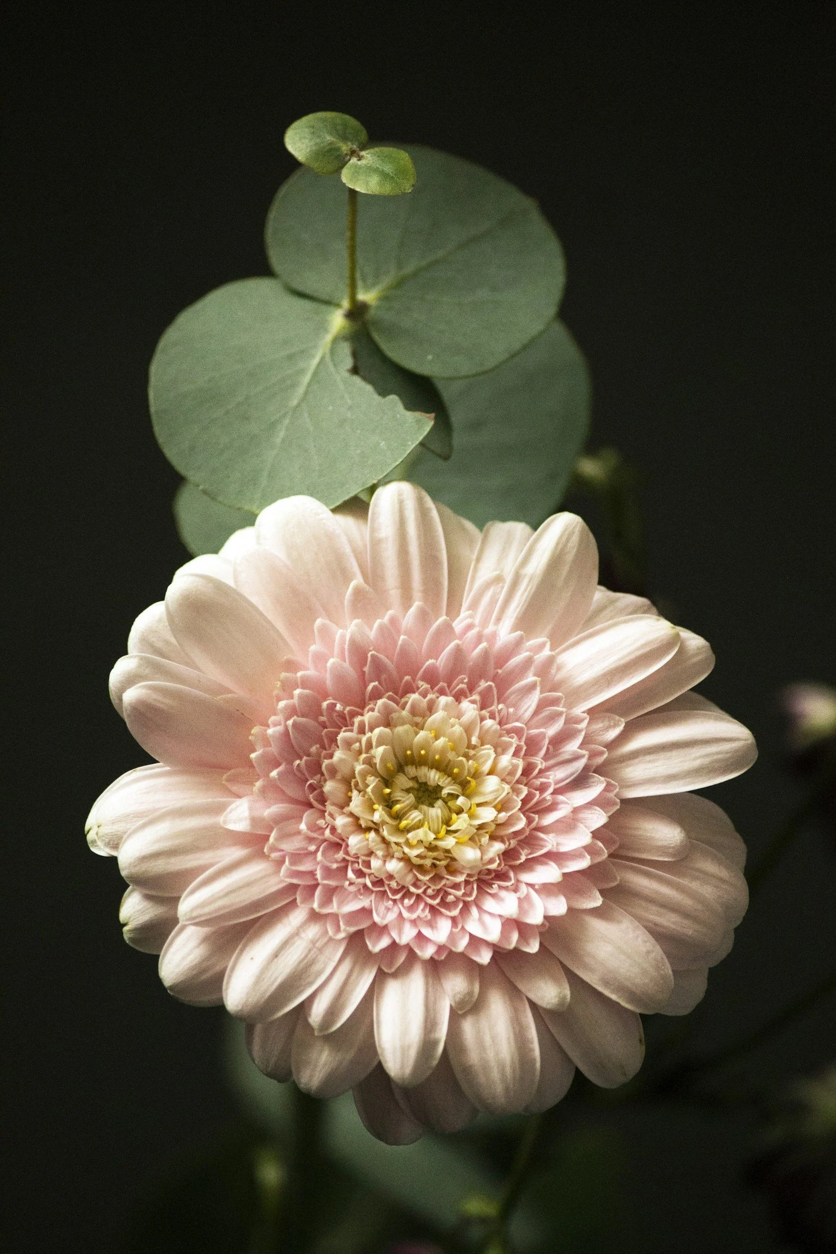pink and yellow flower