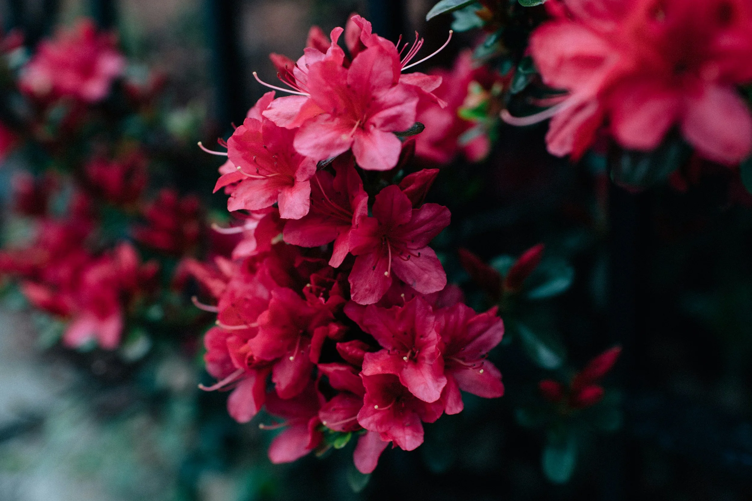 pink rhododendron
