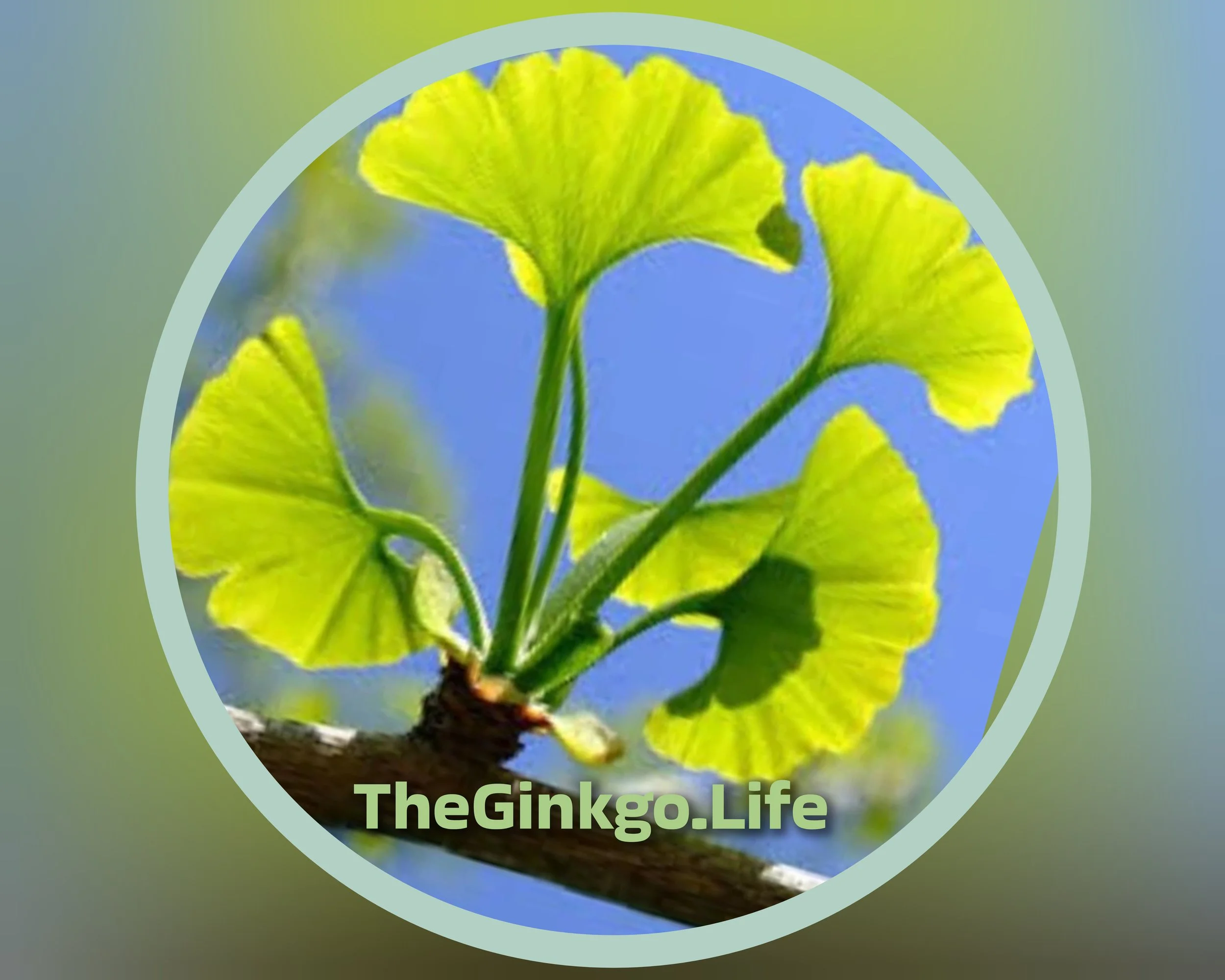 TheGinkgo.Life Daily App - 365 Days of Content (£177/year Best Price)