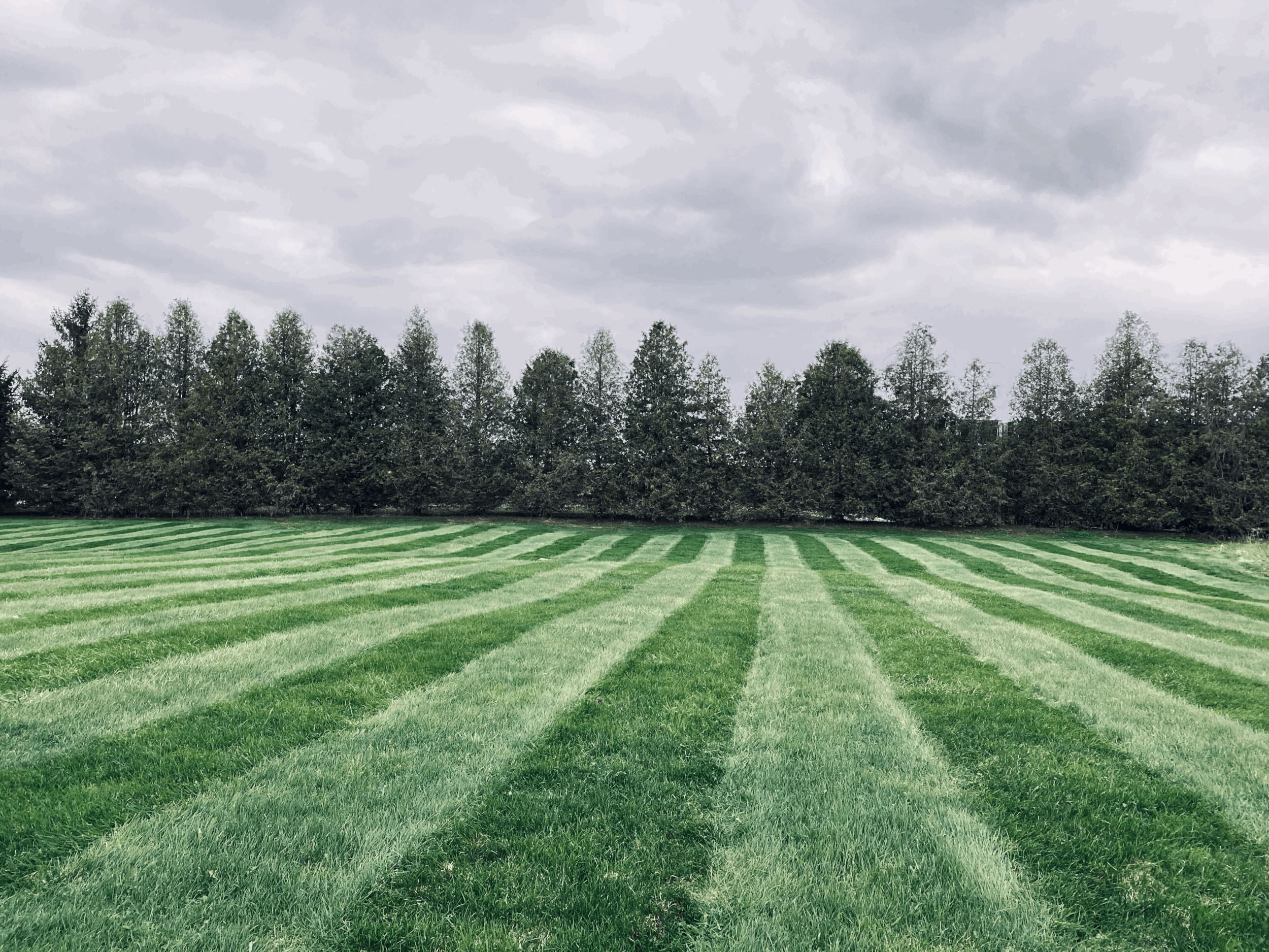 Lawn Rolling