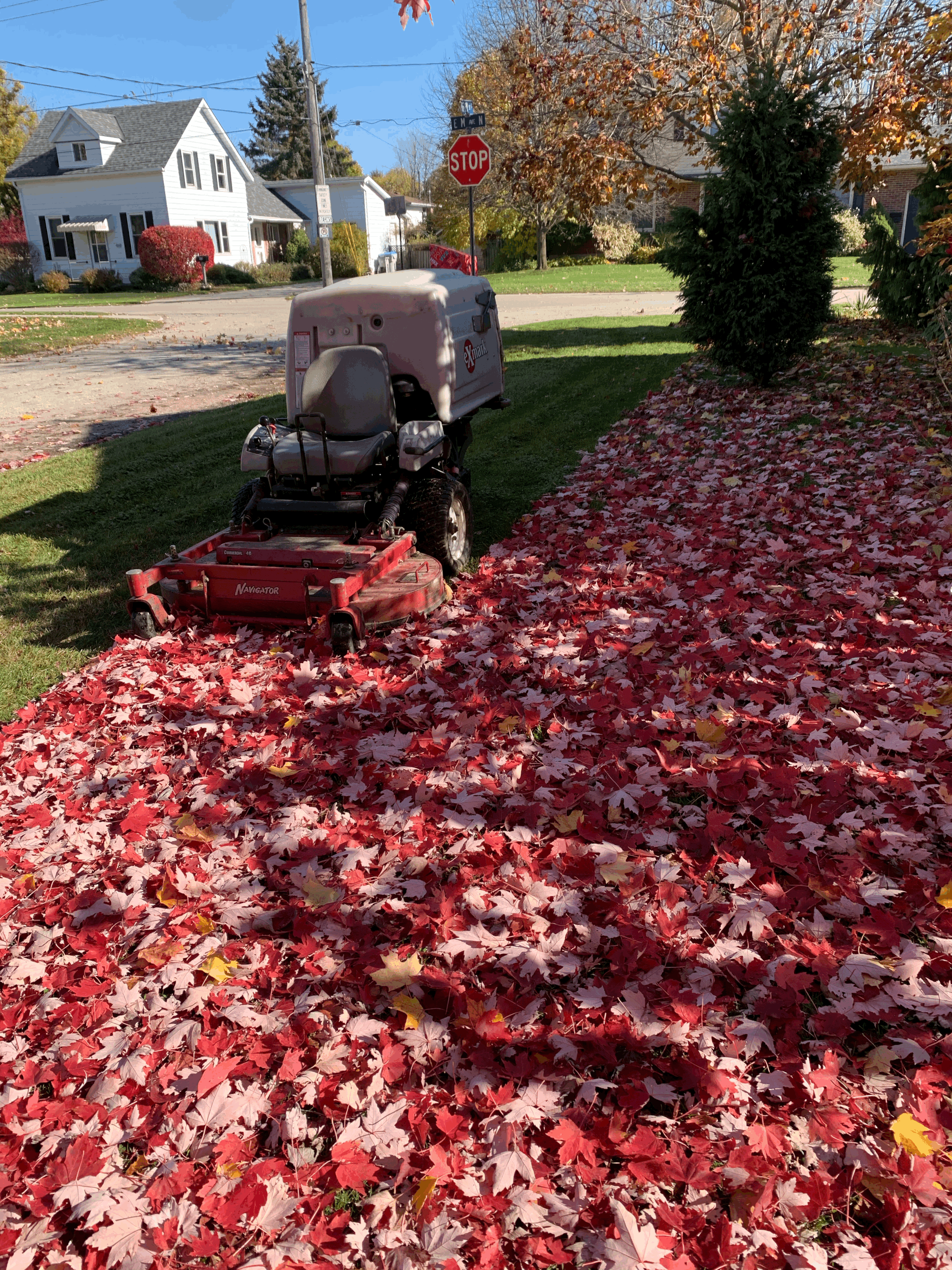 Leaf Cleanup