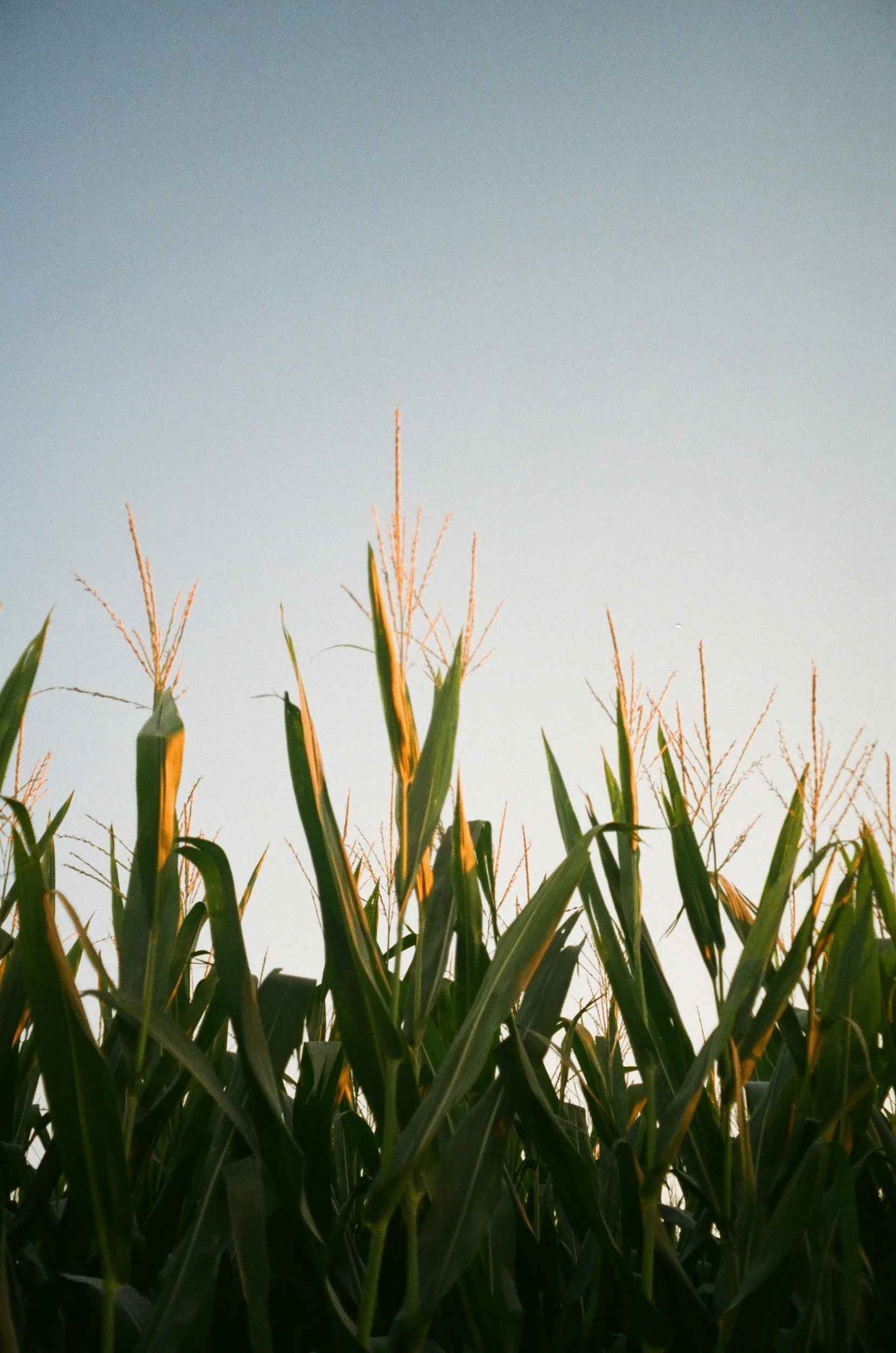 Close-up of green corn plants in a field with a clear sky in the background.