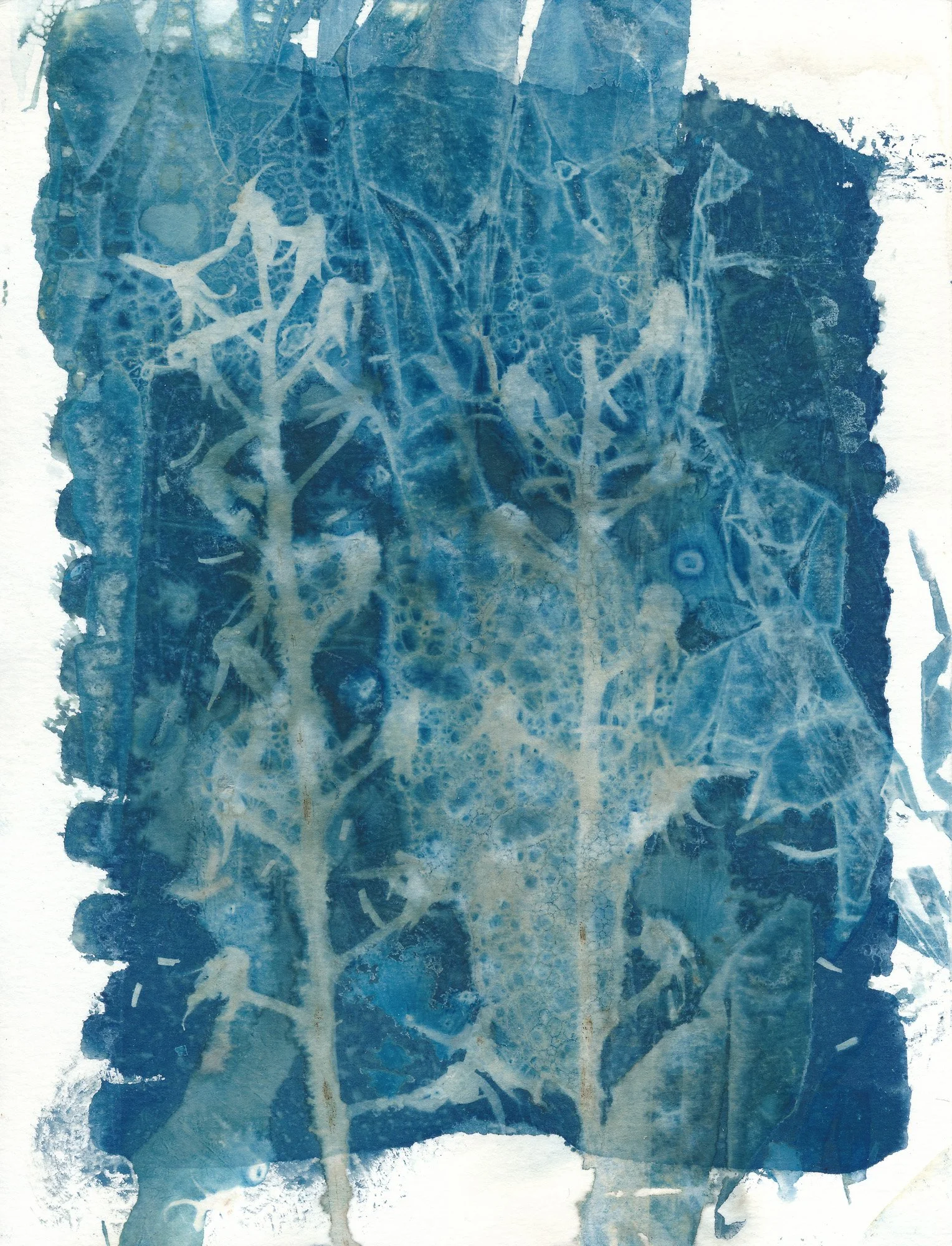 Cyano 250712-0007.jpg