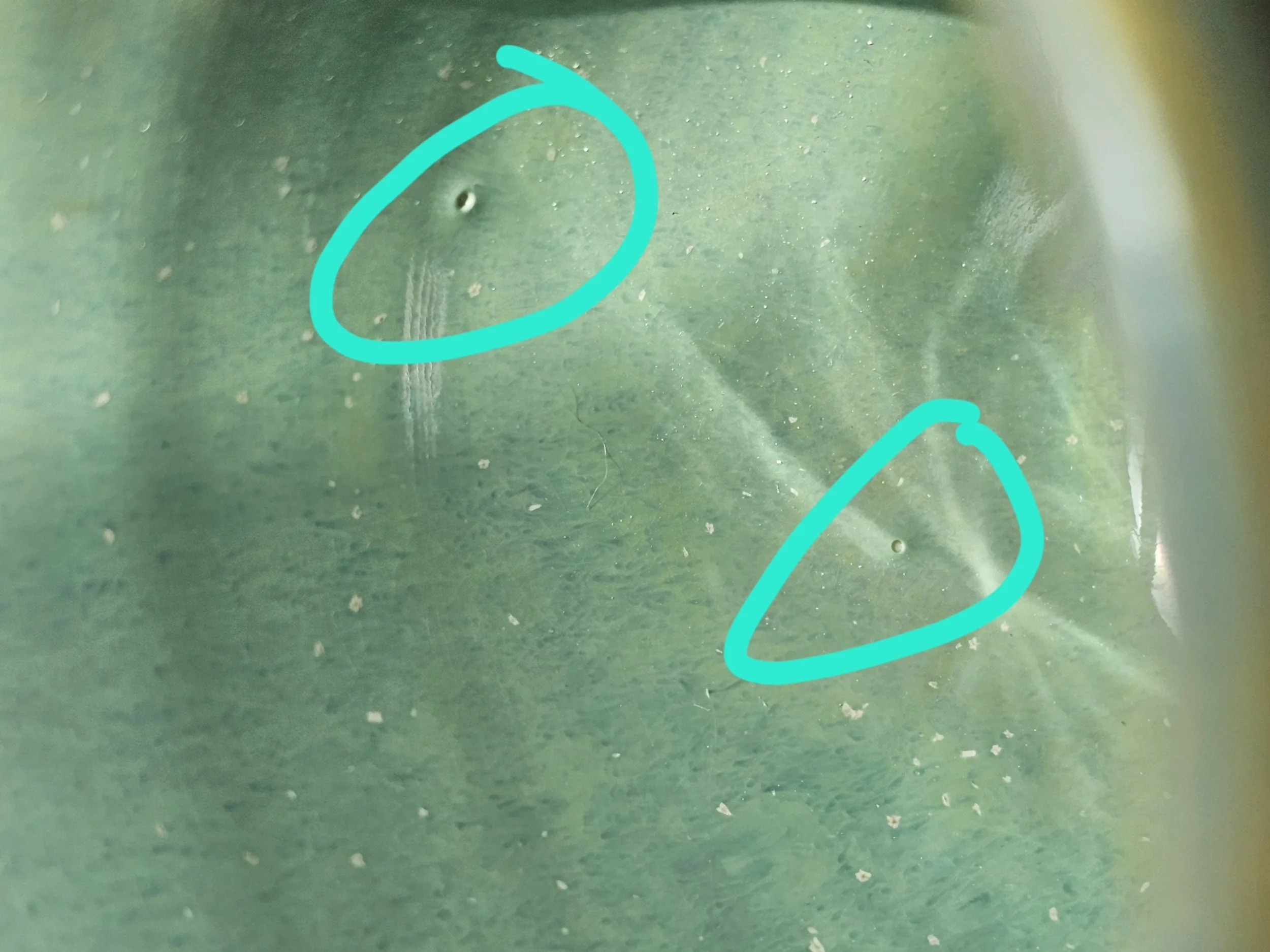 processed_1000040894.jpg